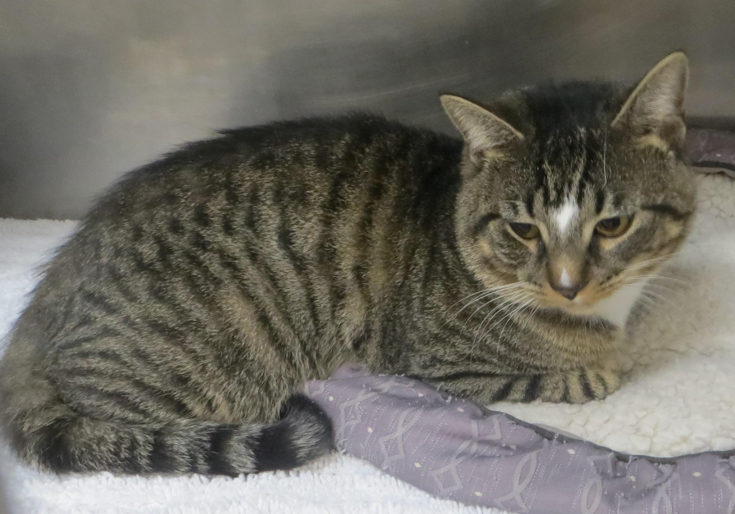 Enlarge AUSTIN, a ADOPTABLE Tabby in Taunton, MA image 5/6