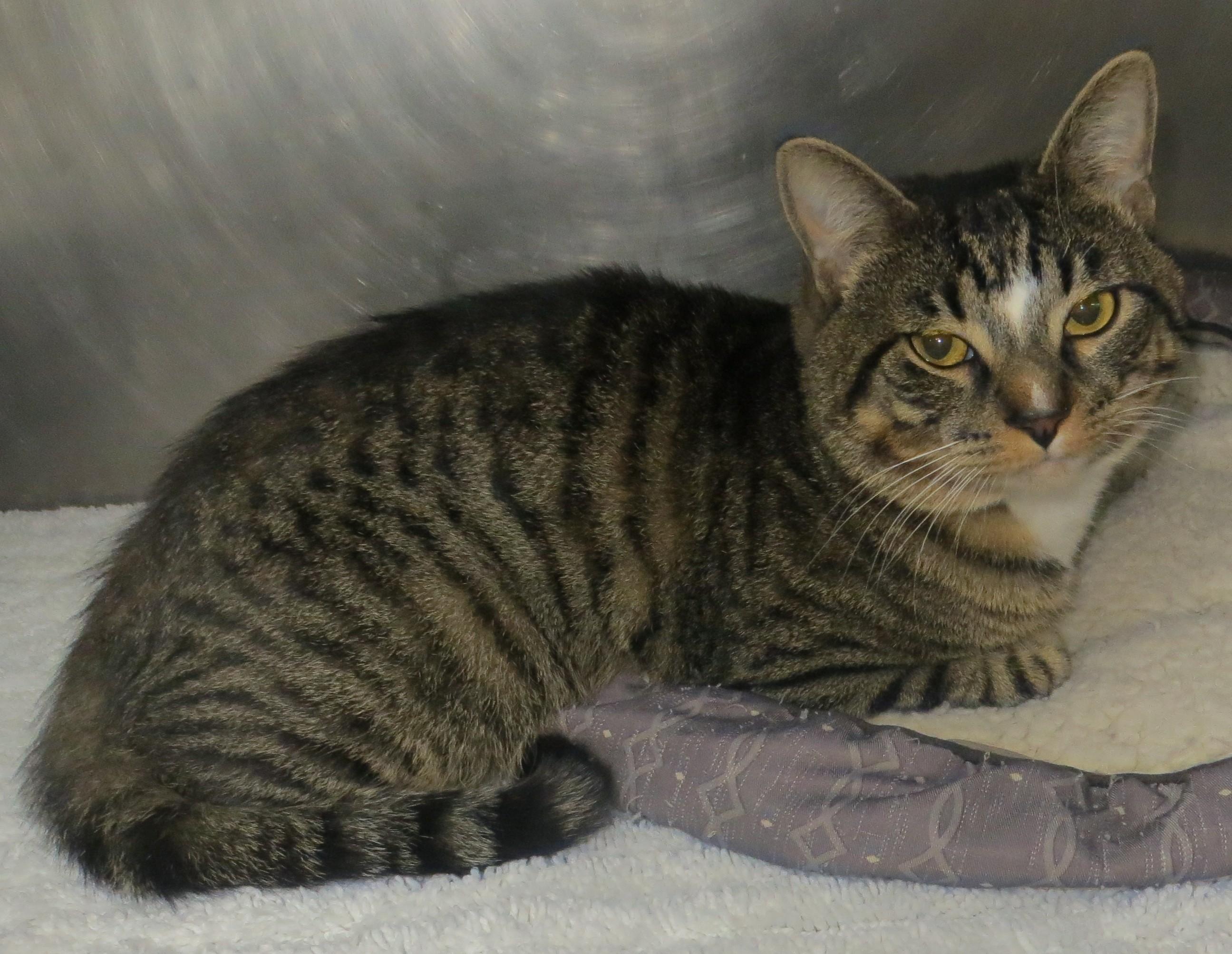 Enlarge AUSTIN, a ADOPTABLE Tabby in Taunton, MA image 2/6