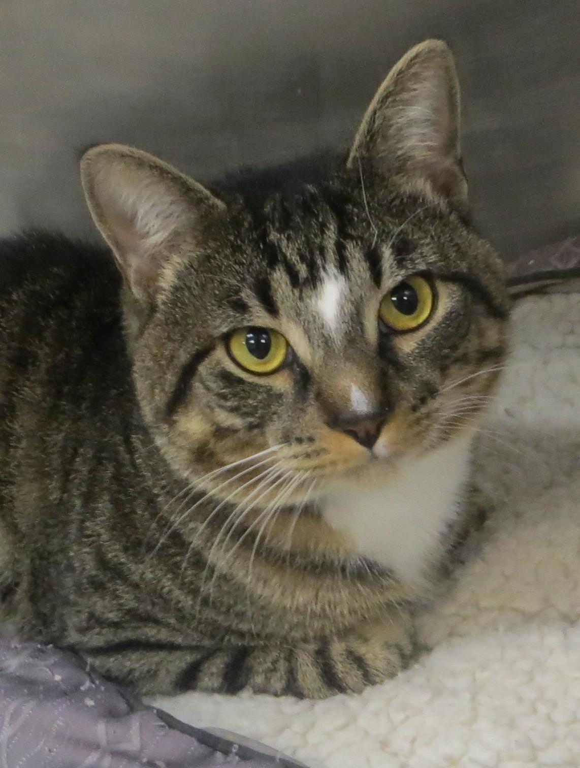 AUSTIN, ADOPTABLE, Adult Male Tabby.