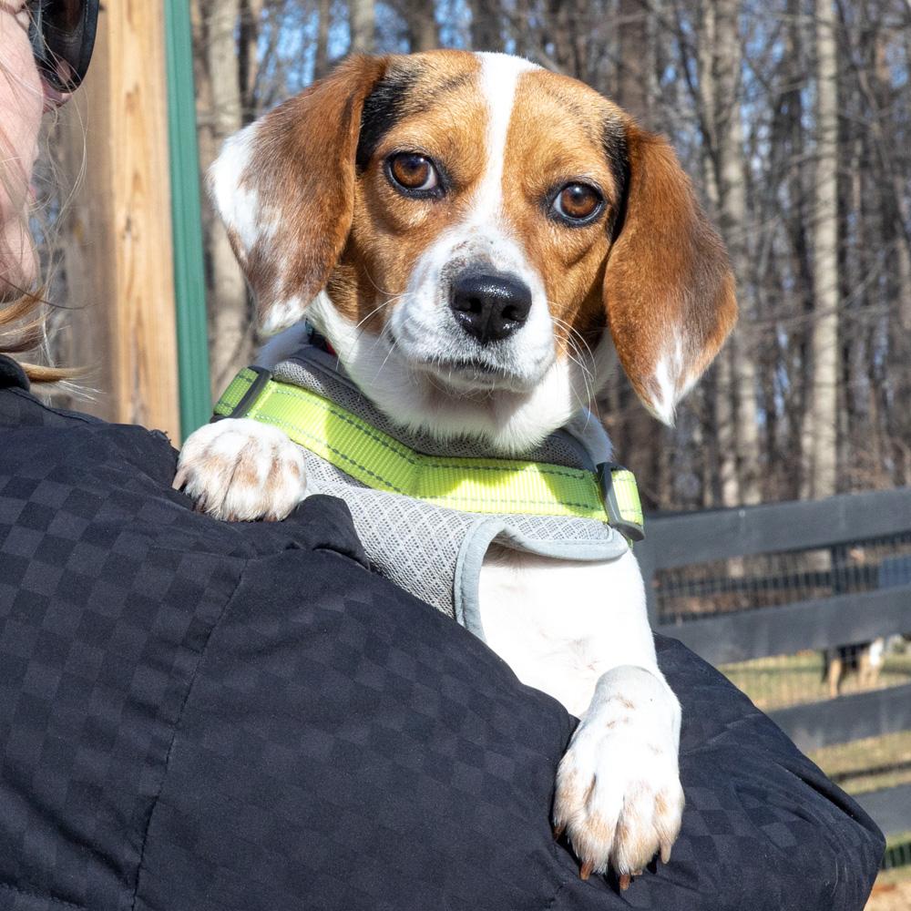Enlarge Lilly (Female)   , a Adoptable mixed breed in West Grove, PA image 2/6