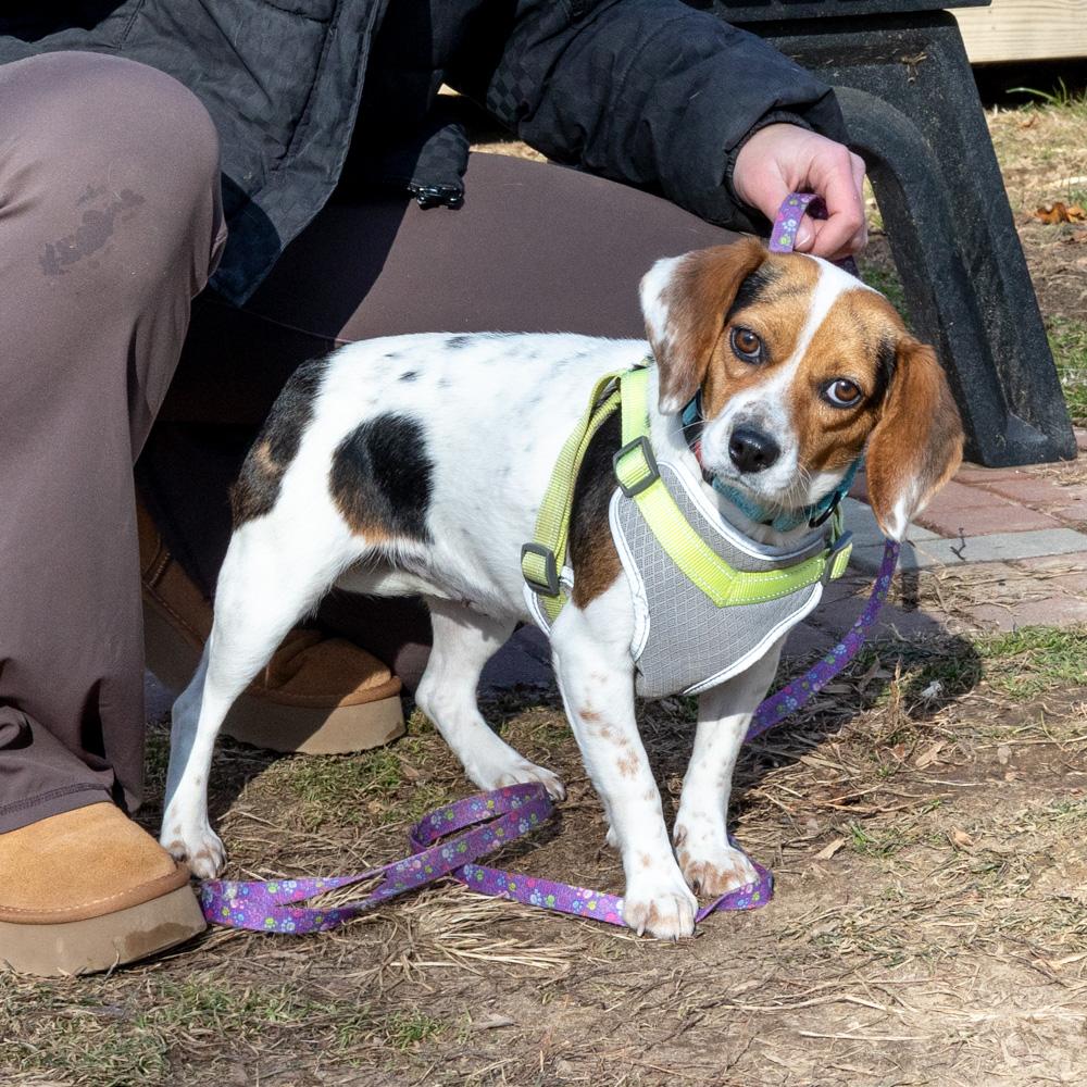 Enlarge Lilly (Female)   , a Adoptable mixed breed in West Grove, PA image 4/6