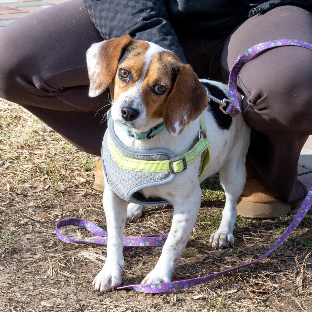 Lilly (Female)   , Adoptable, Young Female Beagle.