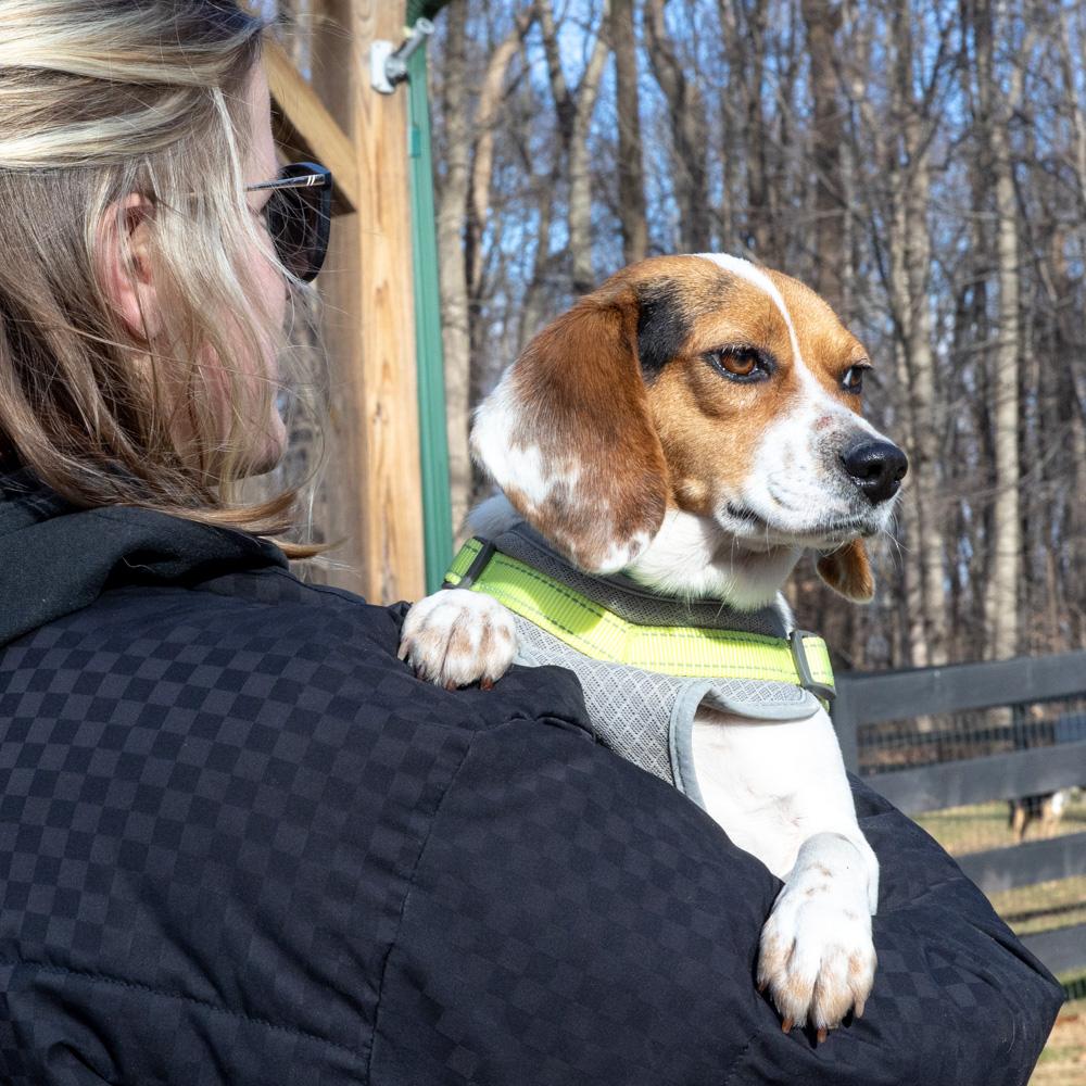 Enlarge Lilly (Female)   , a Adoptable mixed breed in West Grove, PA image 5/6
