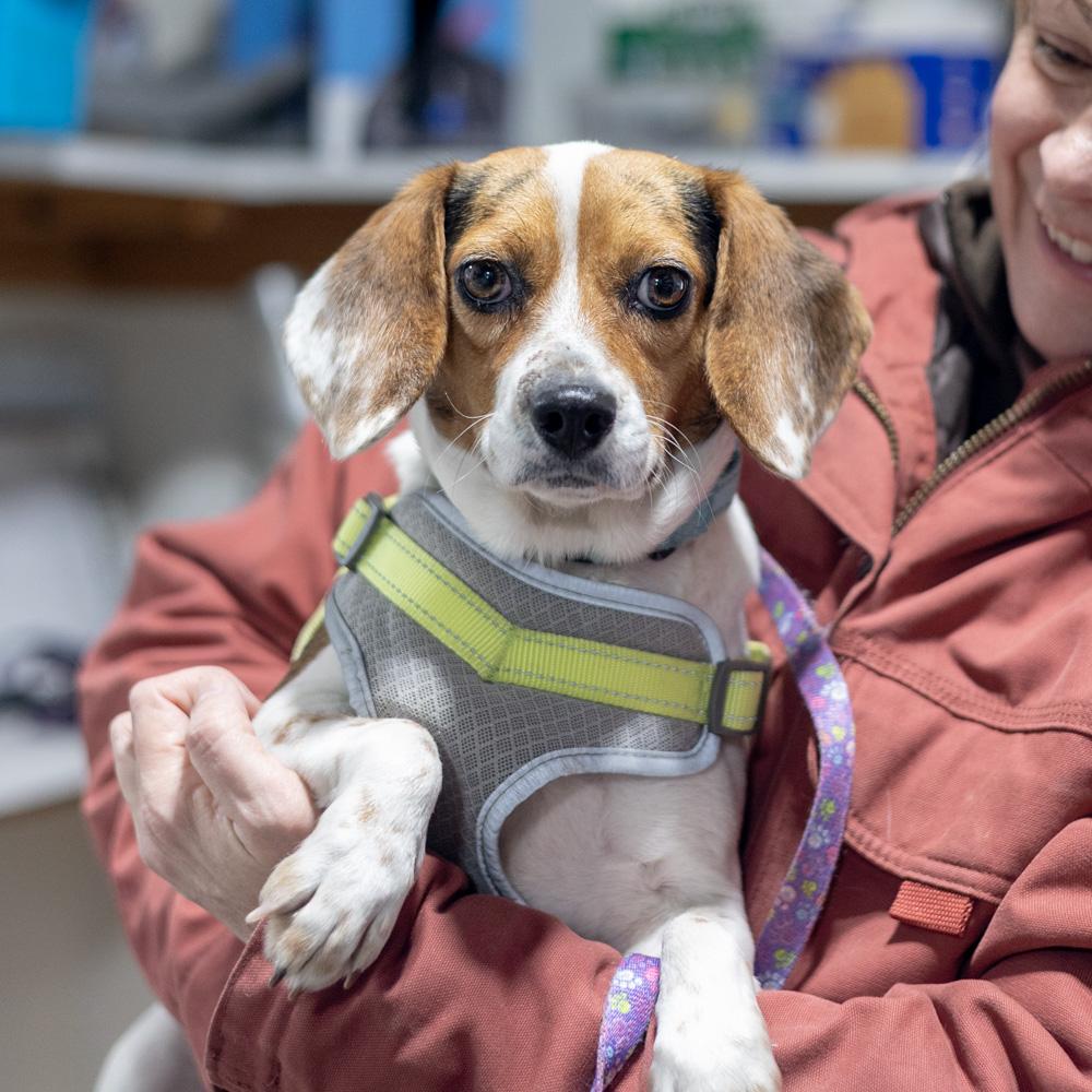 Enlarge Lilly (Female)   , a Adoptable mixed breed in West Grove, PA image 3/6