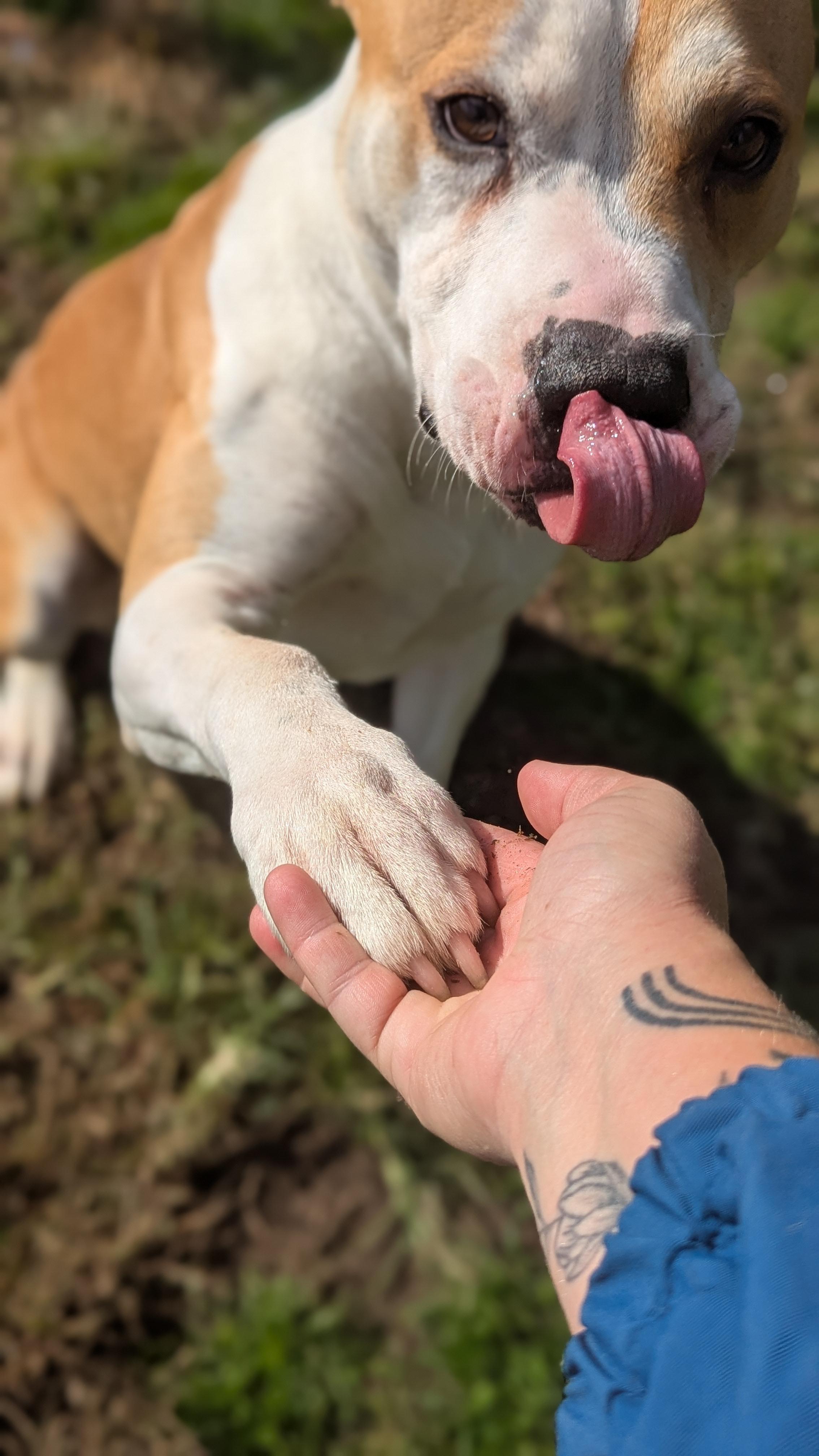 Gator, Adoptable, Adult Male Mixed Breed.