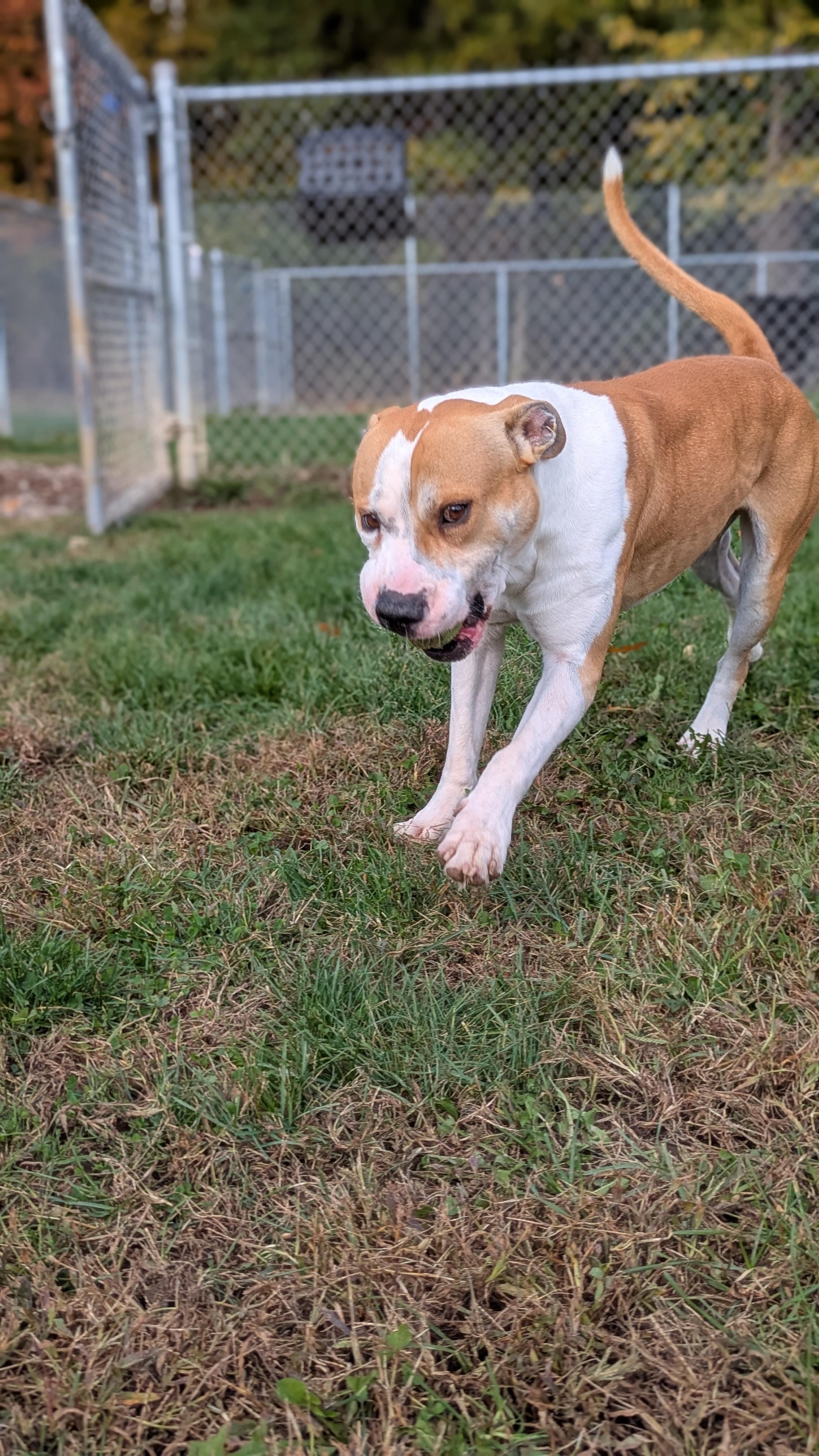 Enlarge Gator, a Adoptable Mixed Breed in Benton Harbor, MI image 3/6