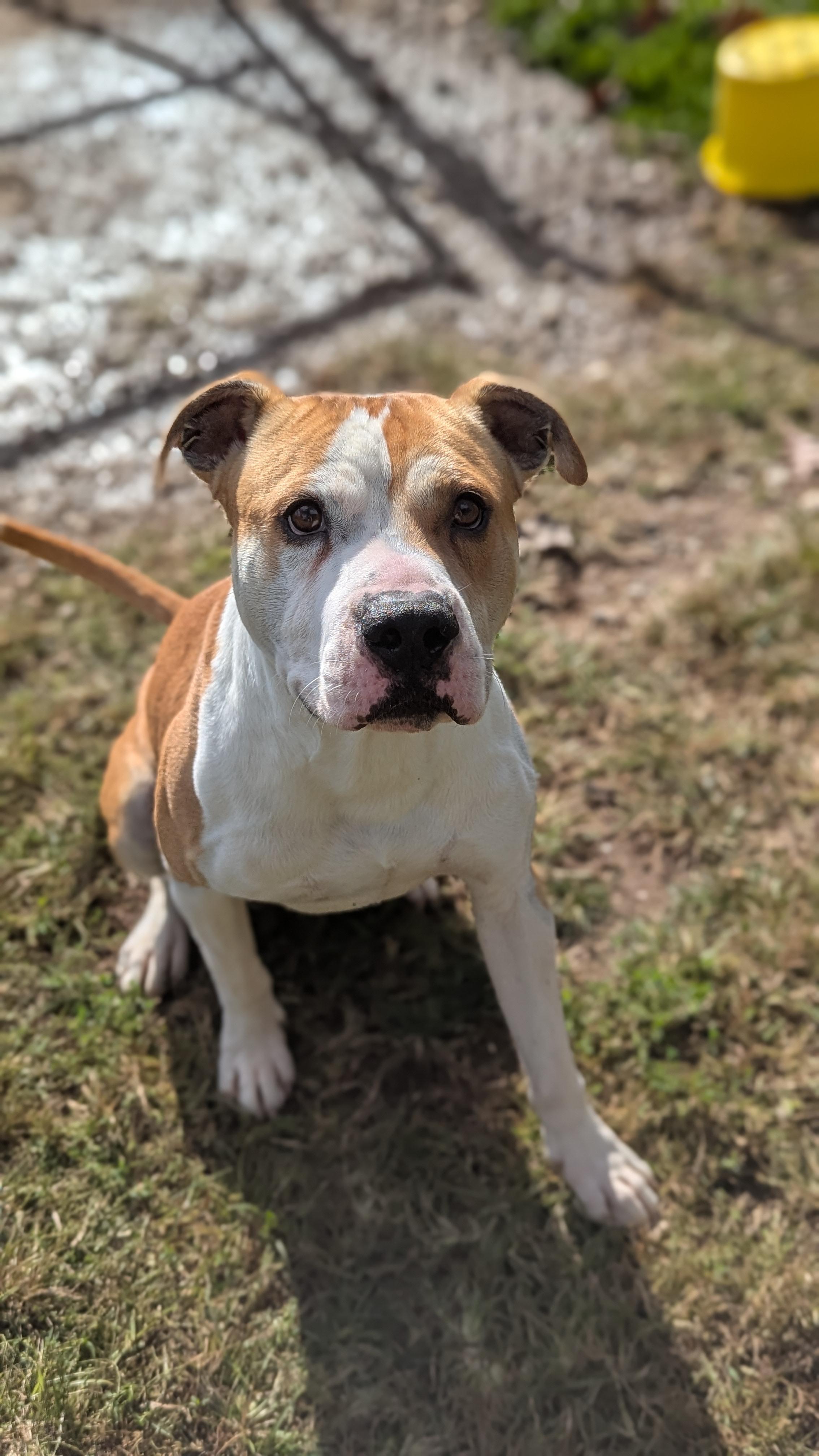 Enlarge Gator, a Adoptable Mixed Breed in Benton Harbor, MI image 4/6