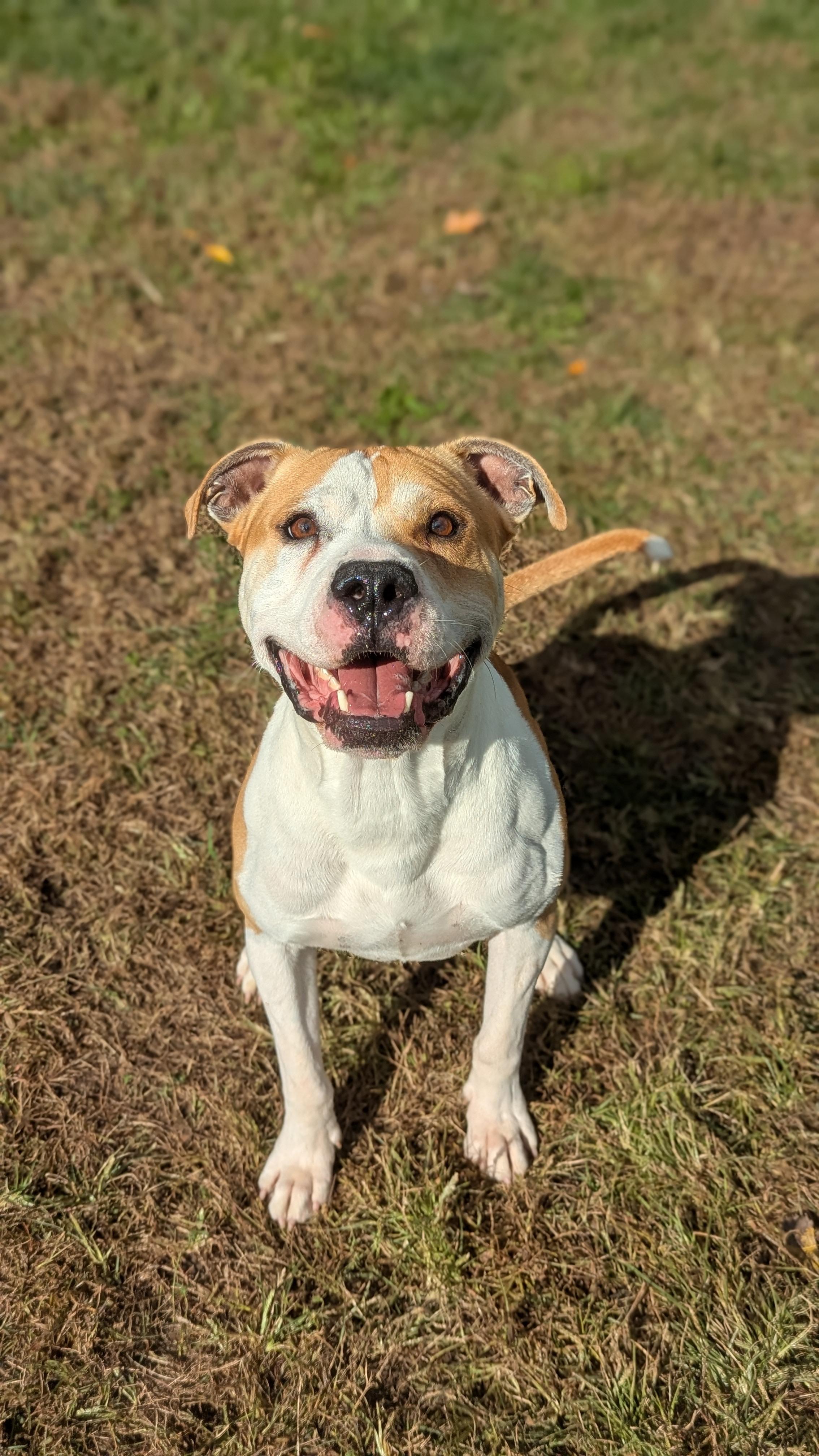 Enlarge Gator, a Adoptable Mixed Breed in Benton Harbor, MI image 5/6