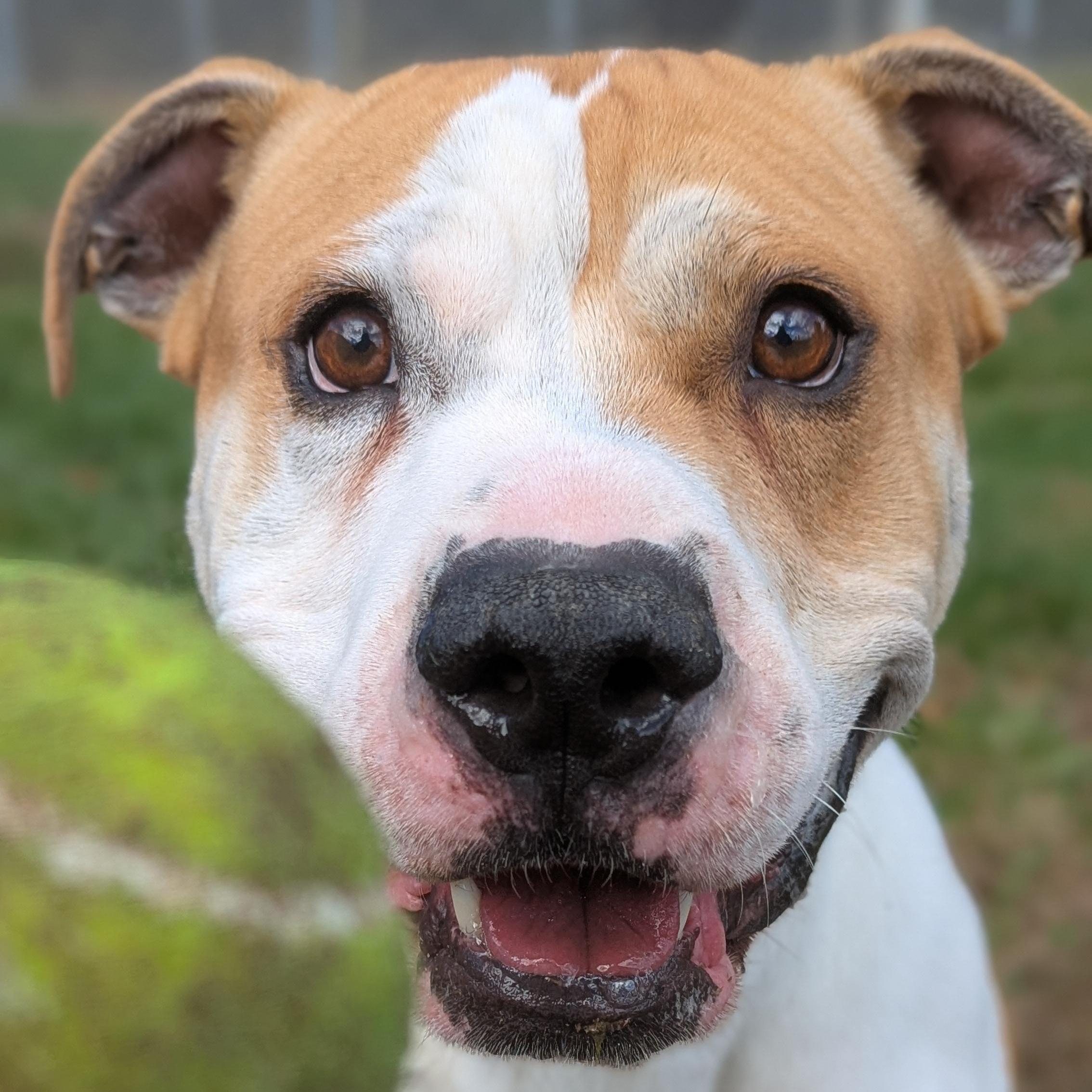 Enlarge Gator, a Adoptable Mixed Breed in Benton Harbor, MI image 1/6