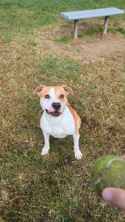 Enlarge Gator, a Adoptable Mixed Breed in Benton Harbor, MI video 6/6