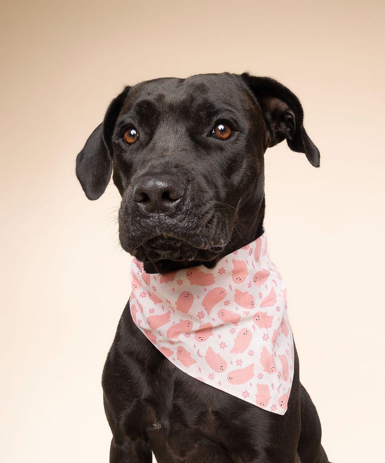 Enlarge Nina, a Adoptable mixed breed in Orlando, FL image 1/6