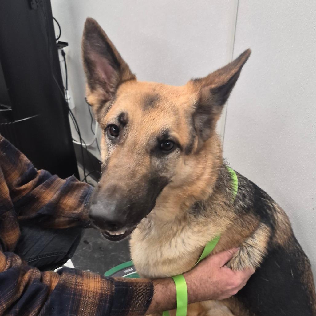 Wessen, Adoptable, Adult Male German Shepherd Dog & German Shepherd Dog.