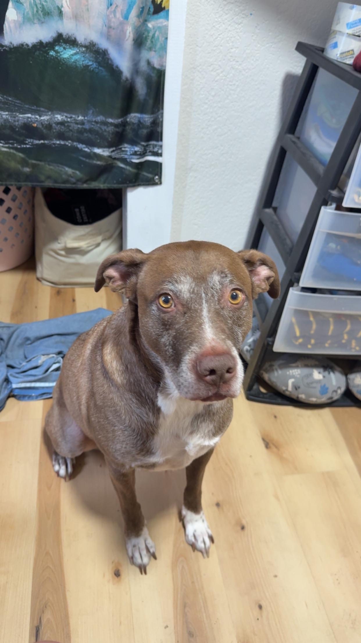 Nora (COURTESY POST), Adoptable, Senior Female Mixed Breed.