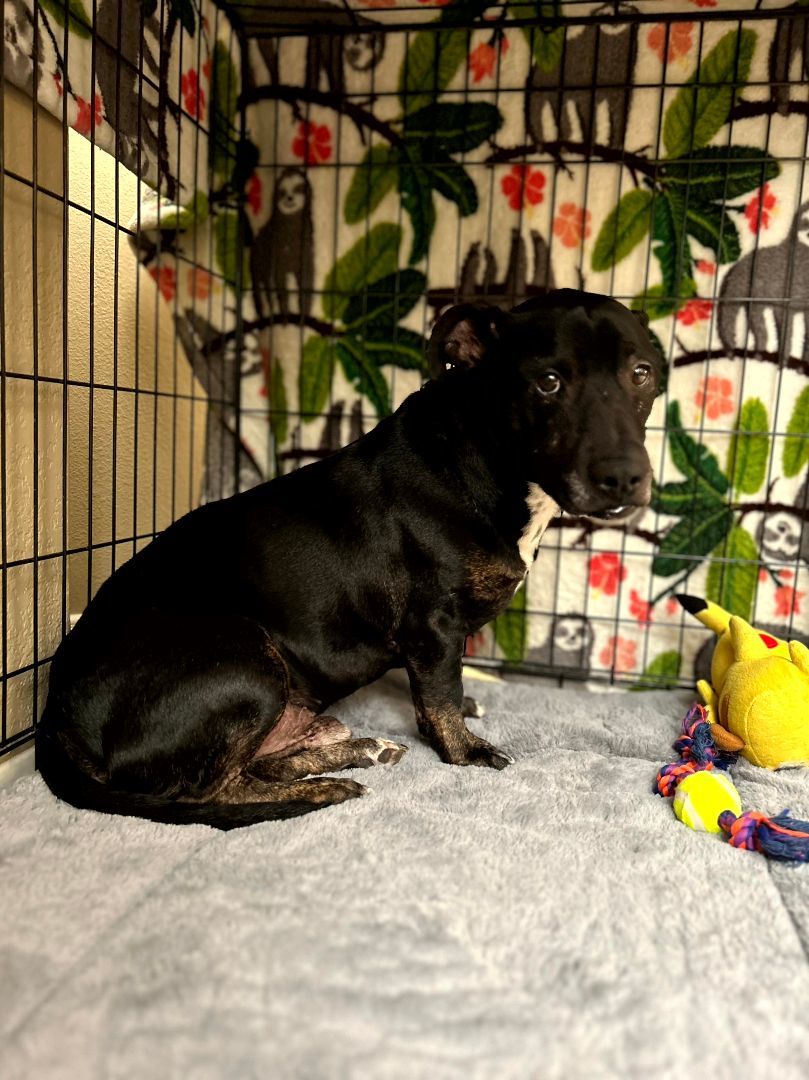 Benny, Adopted, Young Male Dachshund.