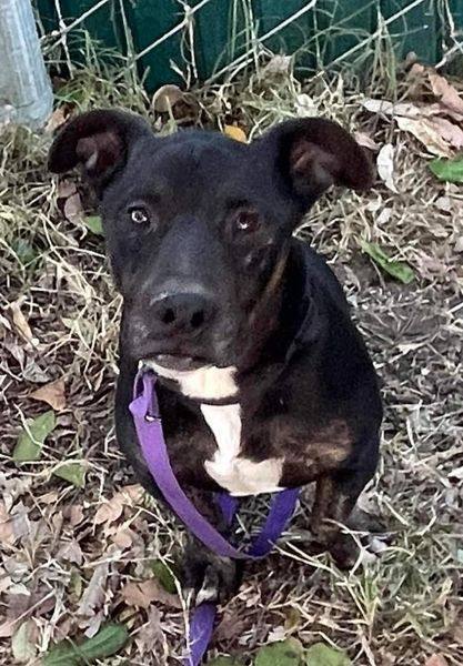 Enlarge Benny, a Adopted Dachshund in Indio, CA image 2/14