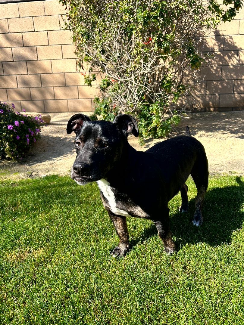 Enlarge Benny, a Adopted Dachshund in Indio, CA image 3/14