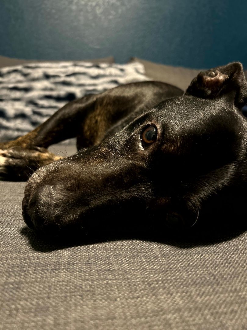 Enlarge Benny, a Adopted Dachshund in Indio, CA image 4/14