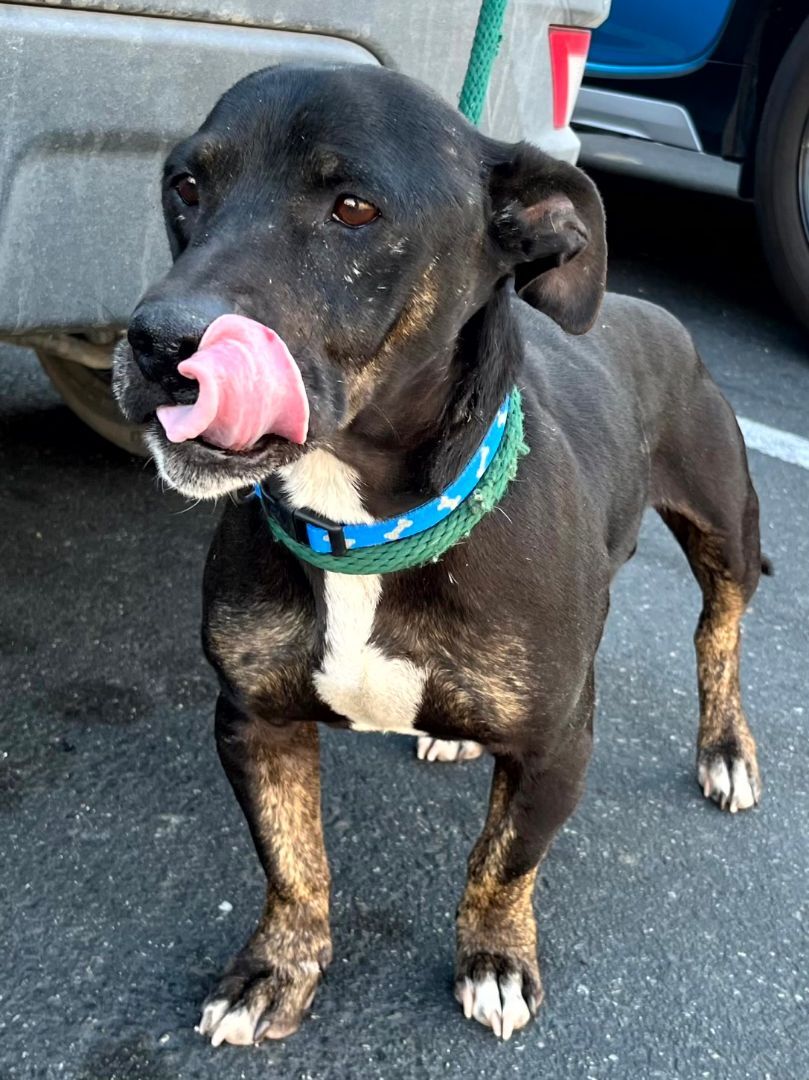 Enlarge Benny, a Adopted Dachshund in Indio, CA image 5/14