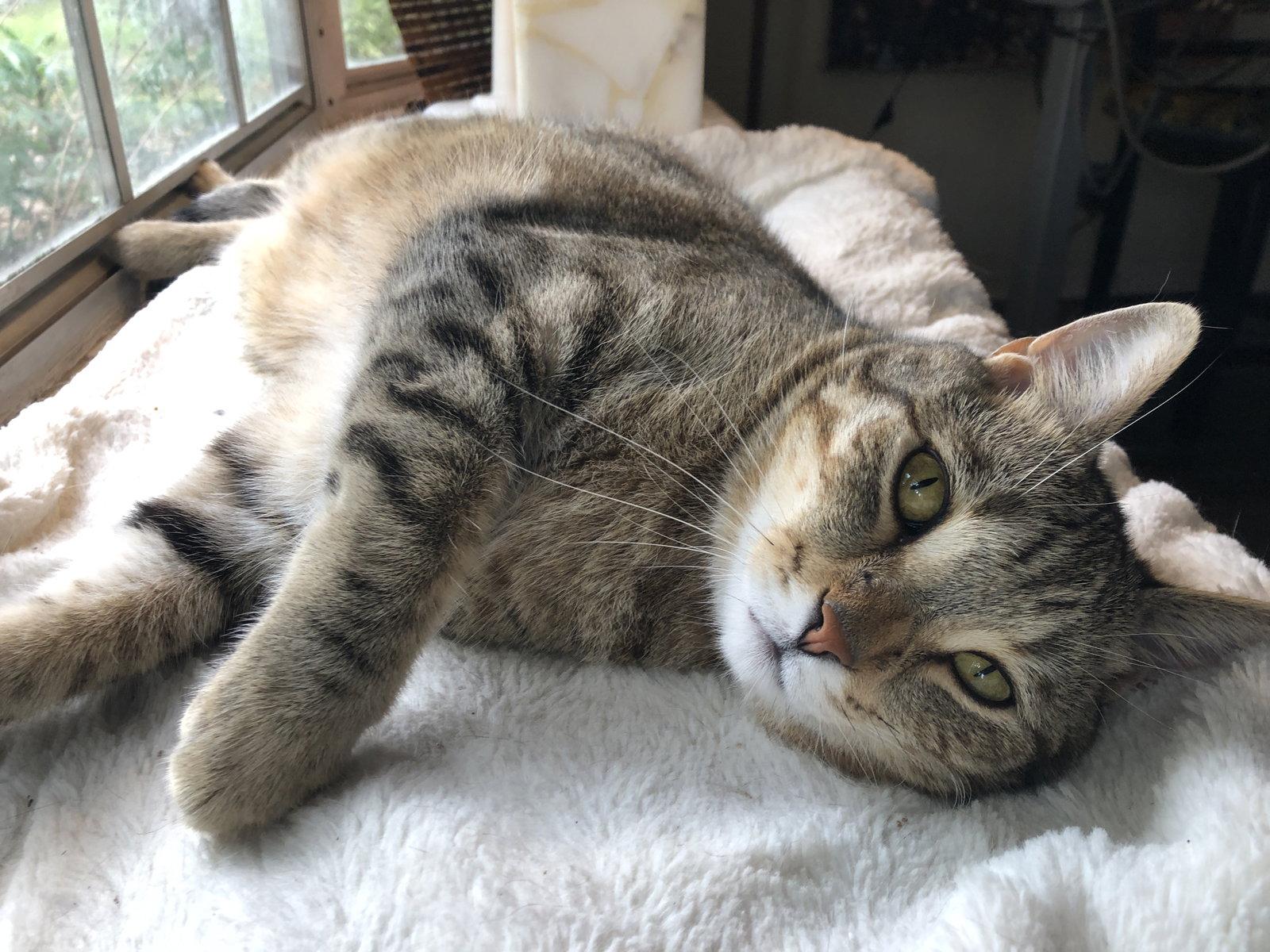 Enlarge Snapdragon, a Adoptable Domestic Short Hair in Orlando, FL image 1/3