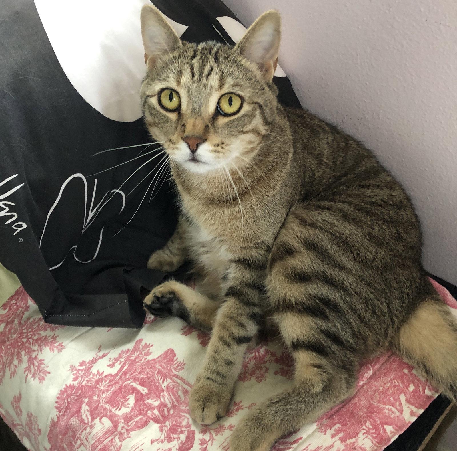 Enlarge Snapdragon, a Adoptable Domestic Short Hair in Orlando, FL image 2/3