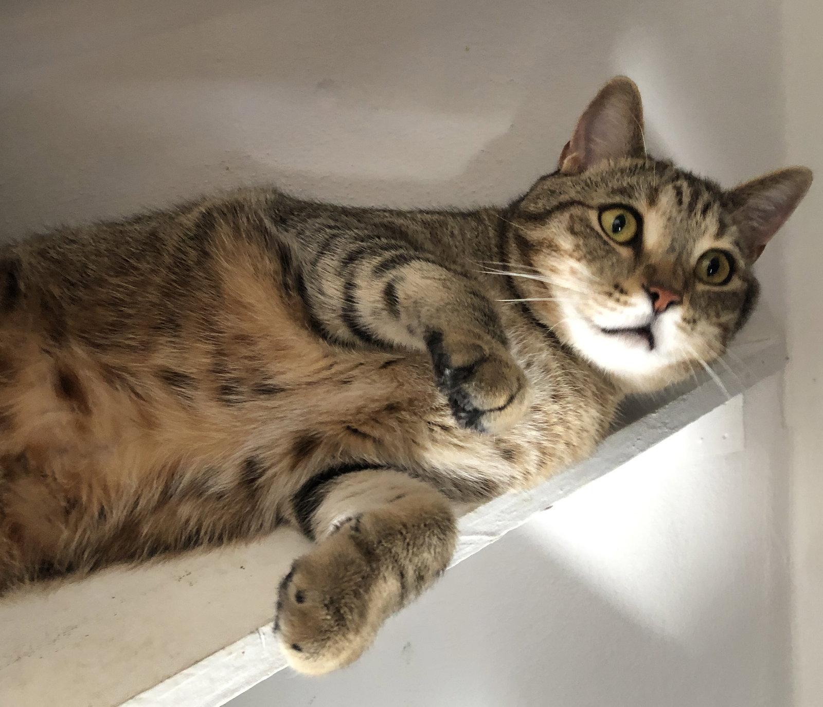 Enlarge Snapdragon, a Adoptable Domestic Short Hair in Orlando, FL image 3/3