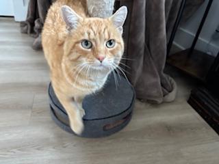 Enlarge Mars, a ADOPTABLE Tabby in Belmont, NC image 3/3