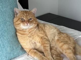 Mars, ADOPTABLE, Young Male Tabby.