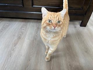 Enlarge Mars, a ADOPTABLE Tabby in Belmont, NC image 2/3