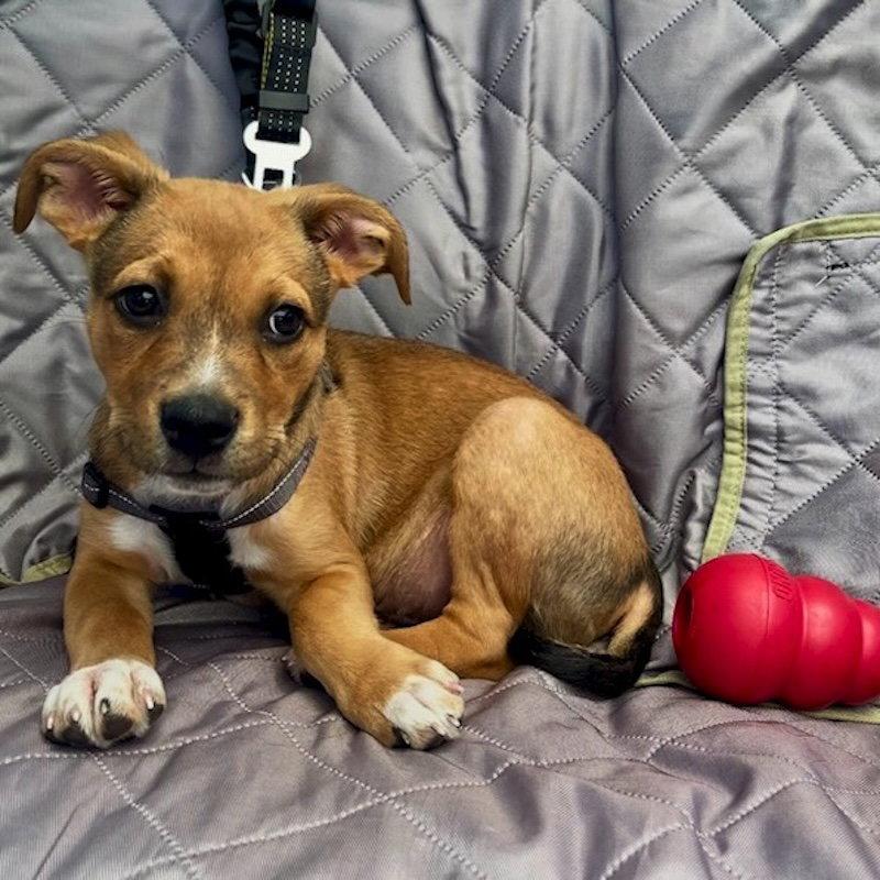 Bruce Lee, Adoptable, Puppy Male German Shepherd Dog & American Staffordshire Terrier.