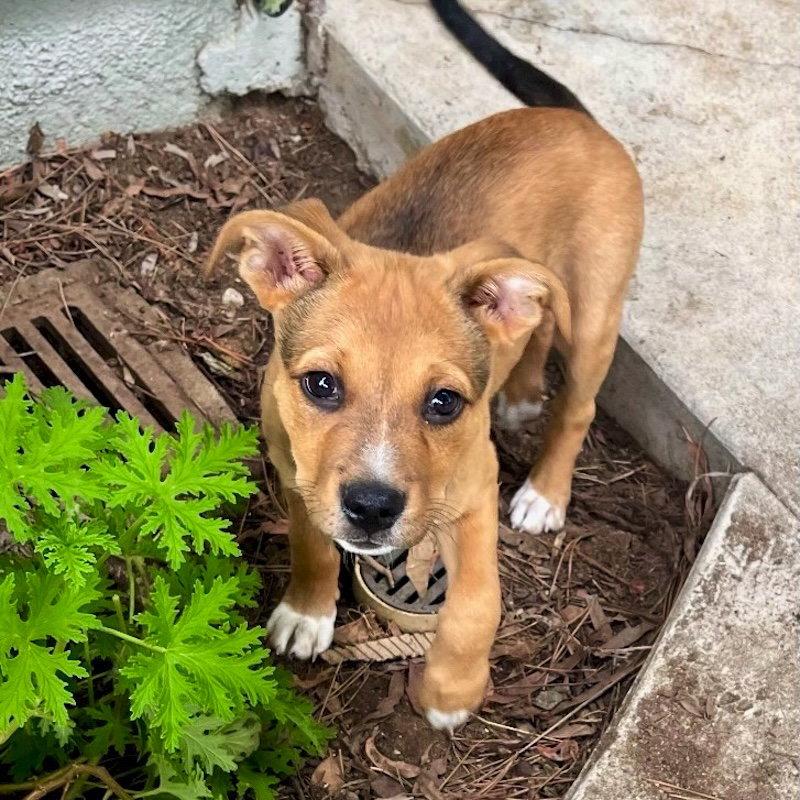 Bruce Lee, a Adoptable mixed breed in San Juan Capistrano, CA image 2/3