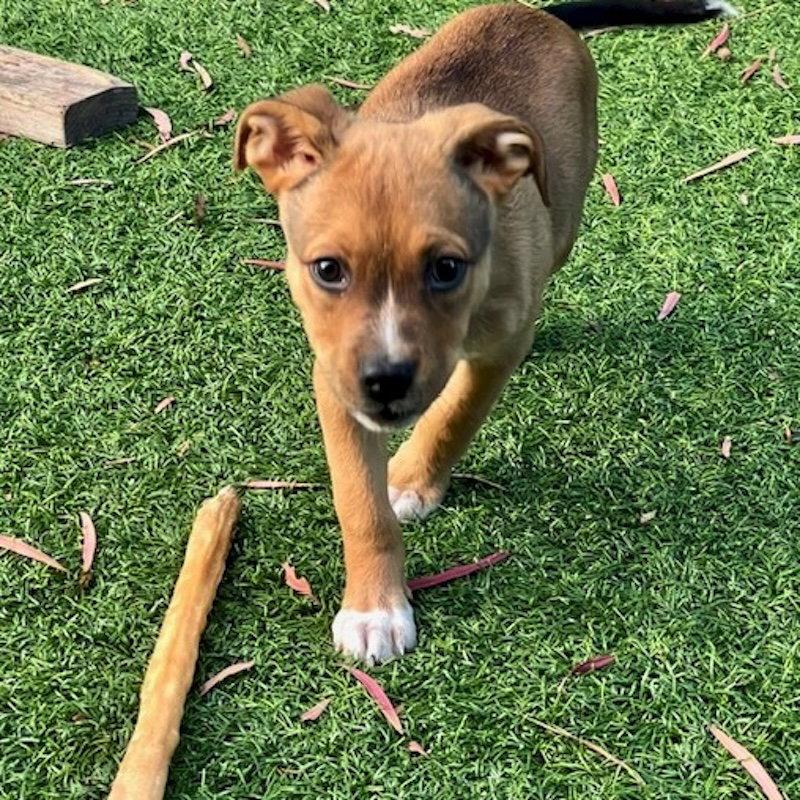 Bruce Lee, a Adoptable mixed breed in San Juan Capistrano, CA image 3/3