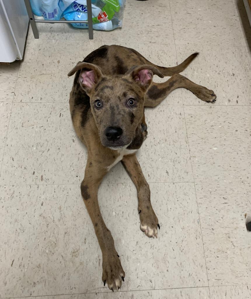 Ranger, Adoptable, Puppy Male Catahoula Leopard Dog.
