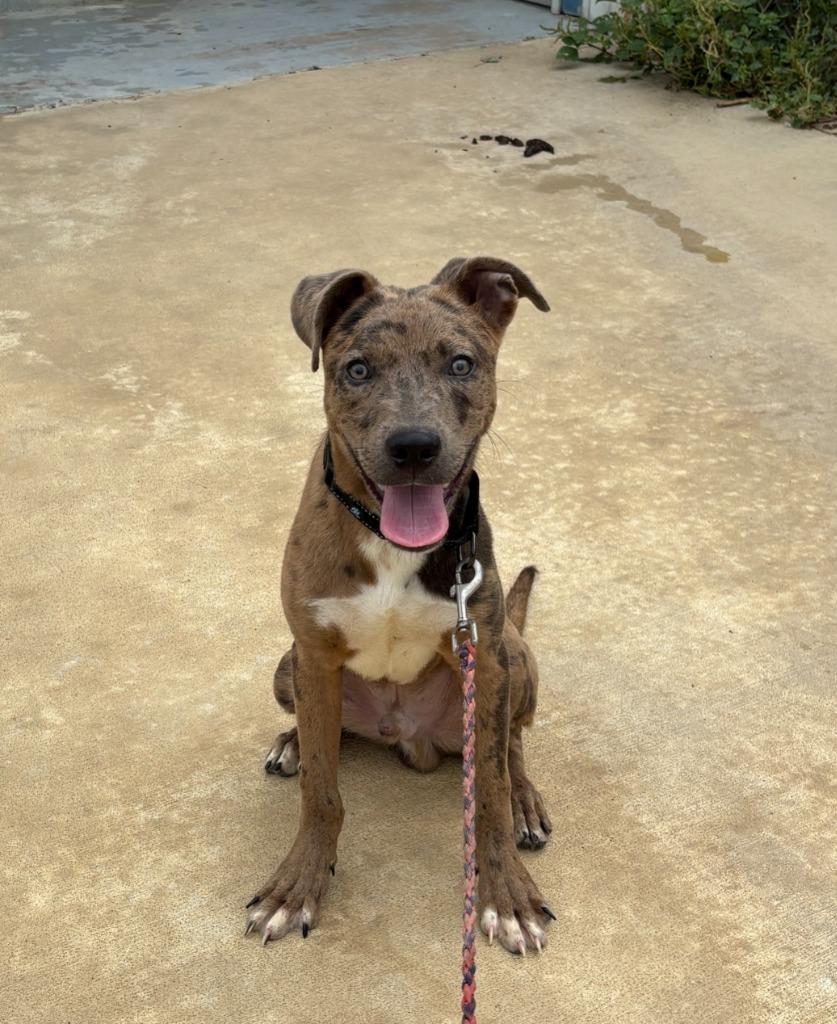 Enlarge Ranger, a Adoptable Catahoula Leopard Dog in Luling, TX image 2/2