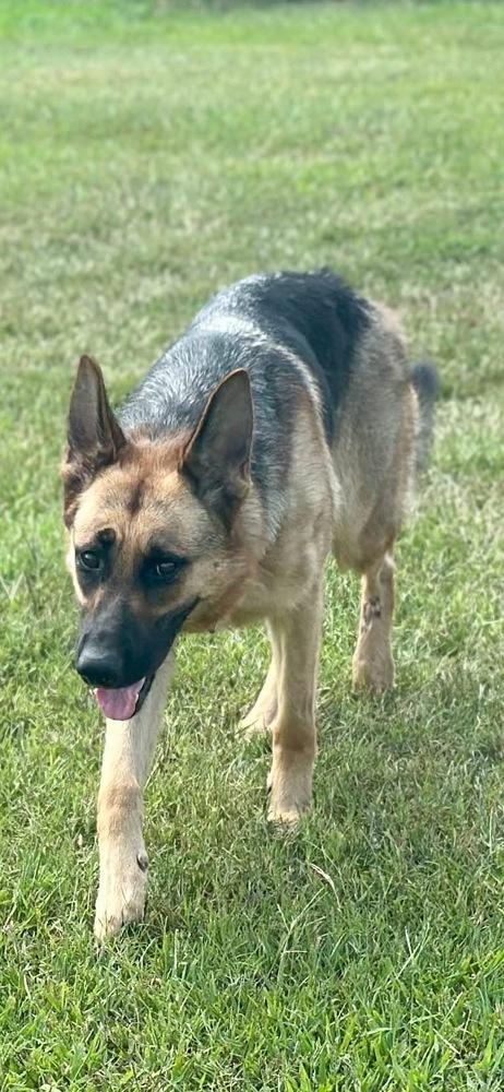 Sage, Adoptable, Young Female German Shepherd Dog.