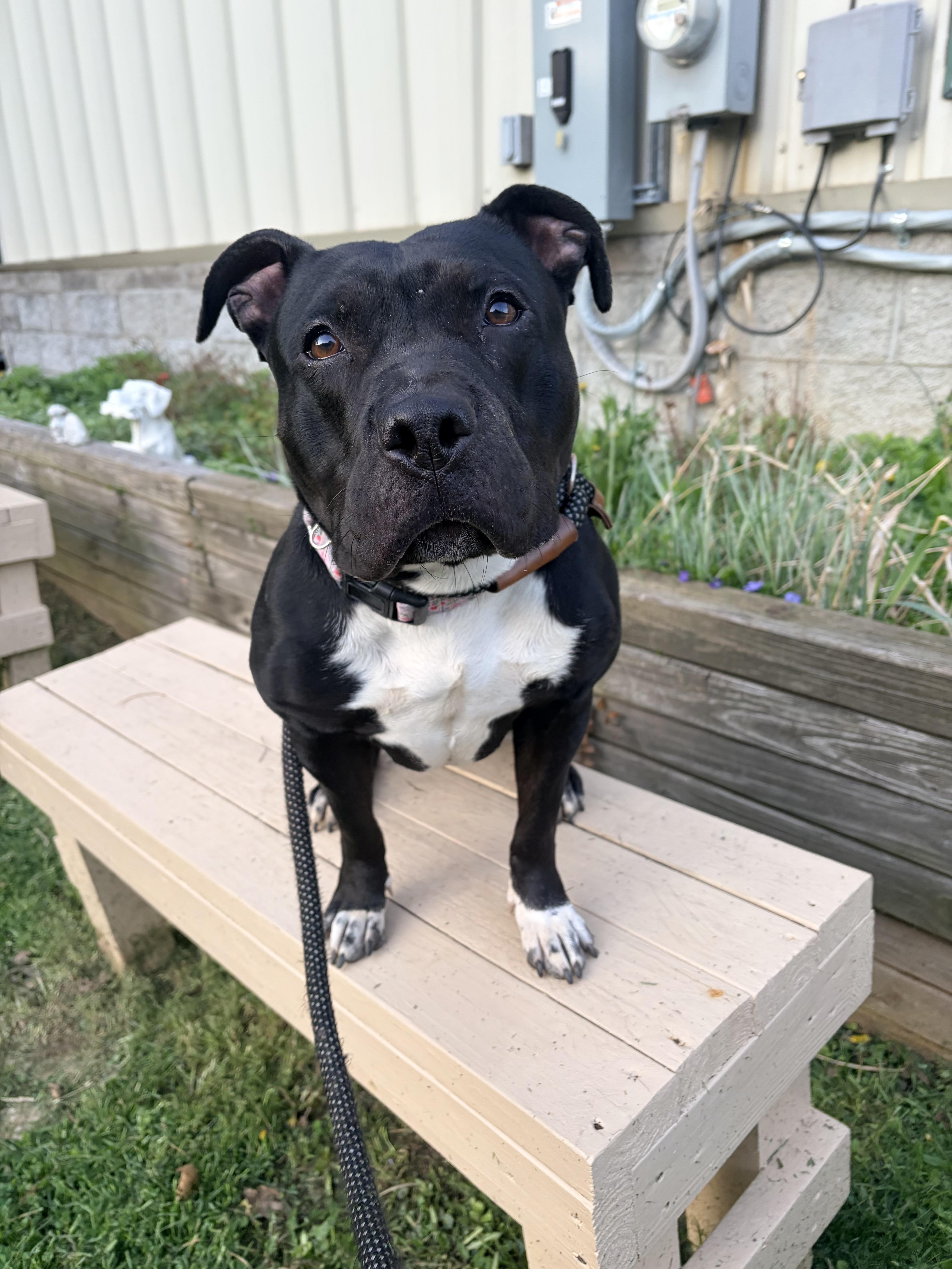 Enlarge Ducky, a ADOPTABLE mixed breed in White Oak, PA image 6/6
