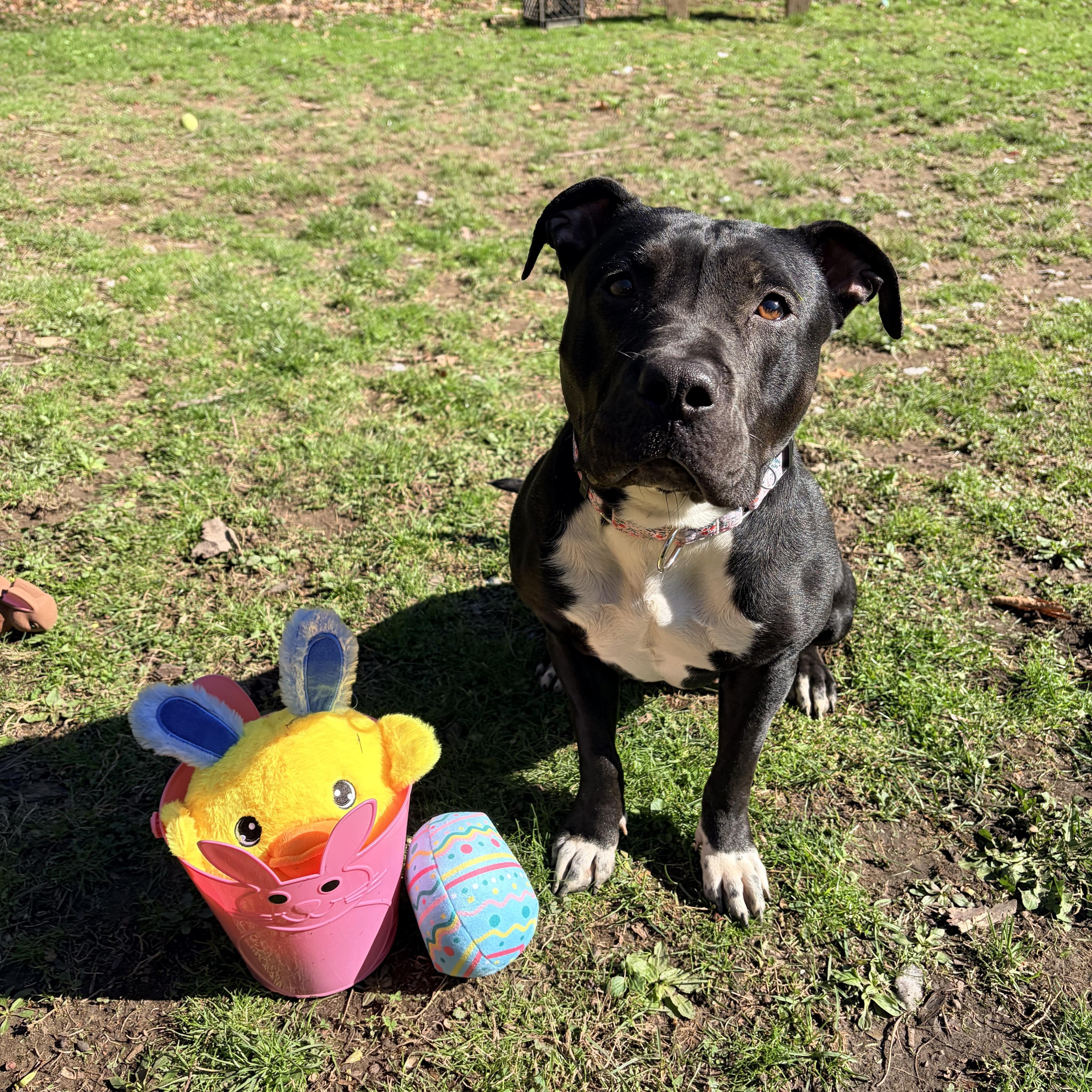 Enlarge Ducky, a ADOPTABLE mixed breed in White Oak, PA image 2/6