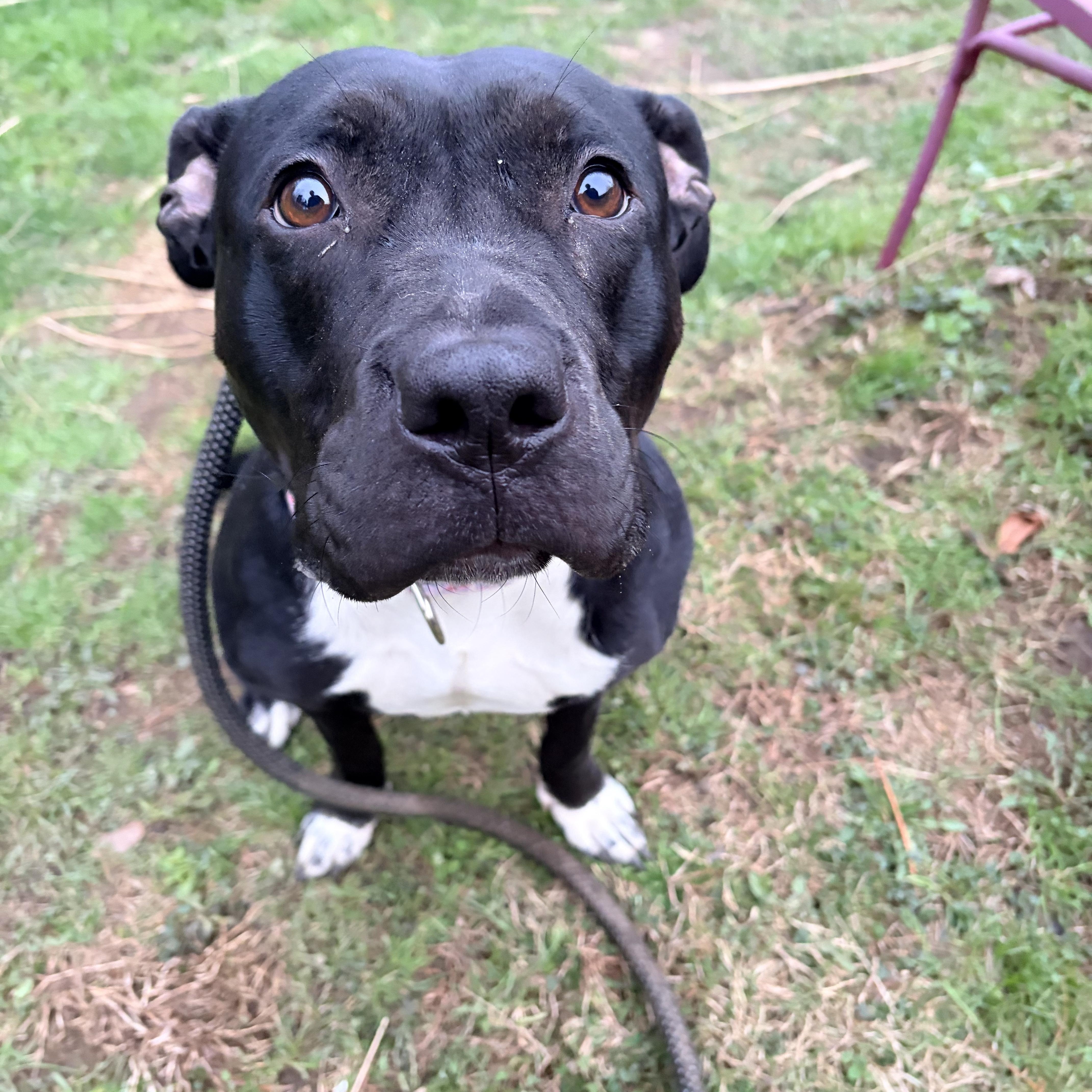 Enlarge Ducky, a ADOPTABLE mixed breed in White Oak, PA image 3/6