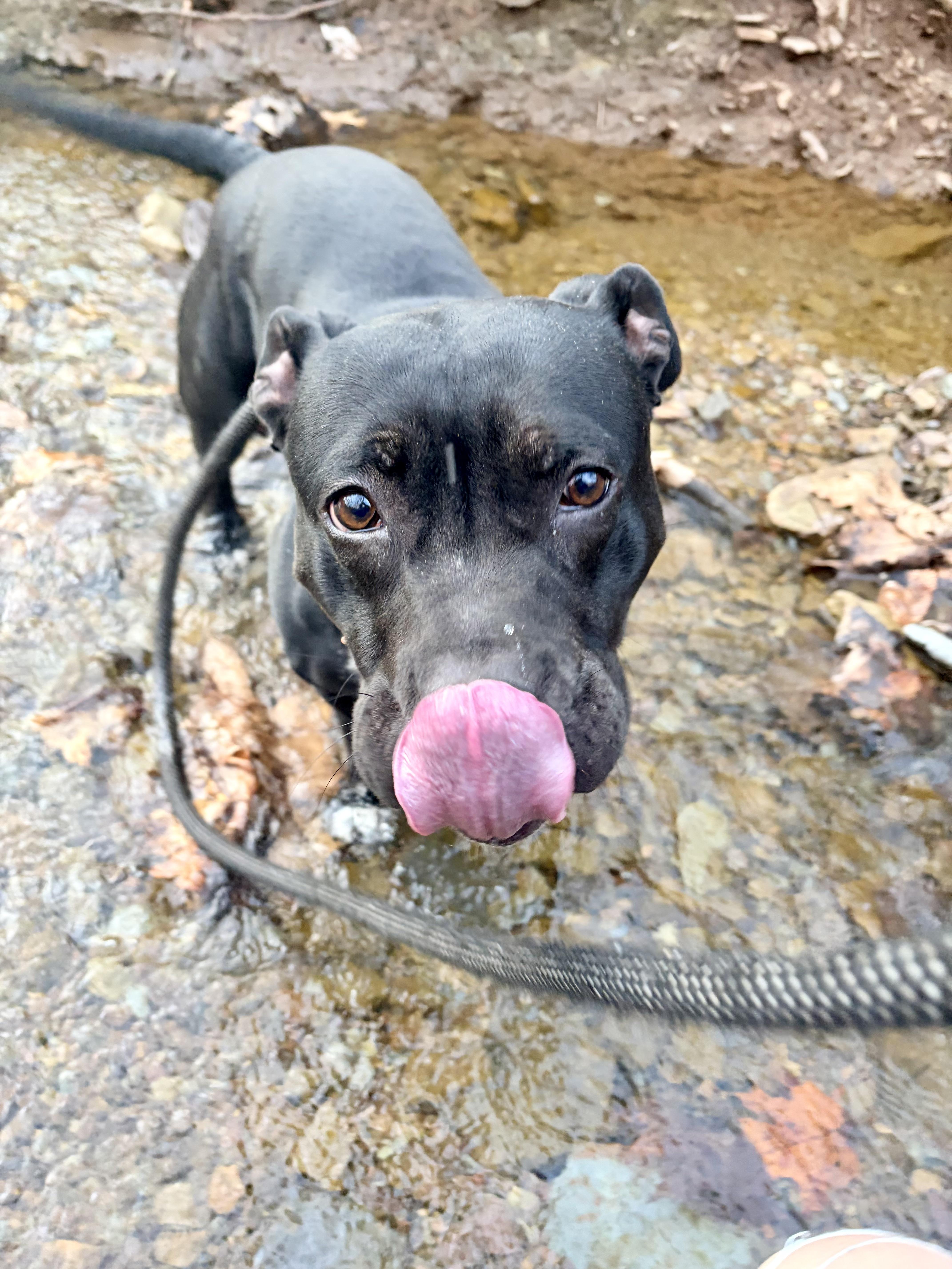 Enlarge Ducky, a ADOPTABLE mixed breed in White Oak, PA image 4/6