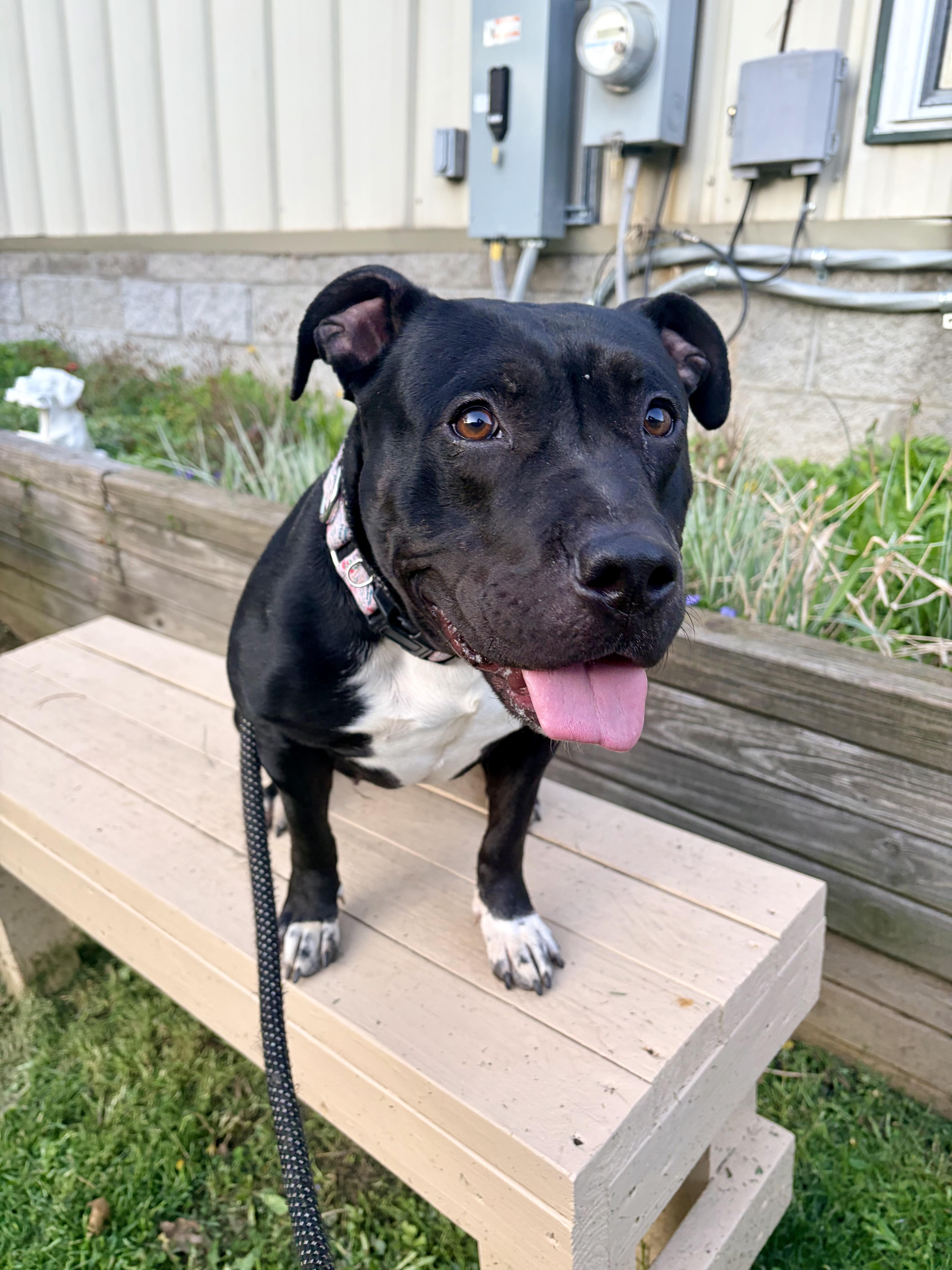 Enlarge Ducky, a ADOPTABLE mixed breed in White Oak, PA image 5/6