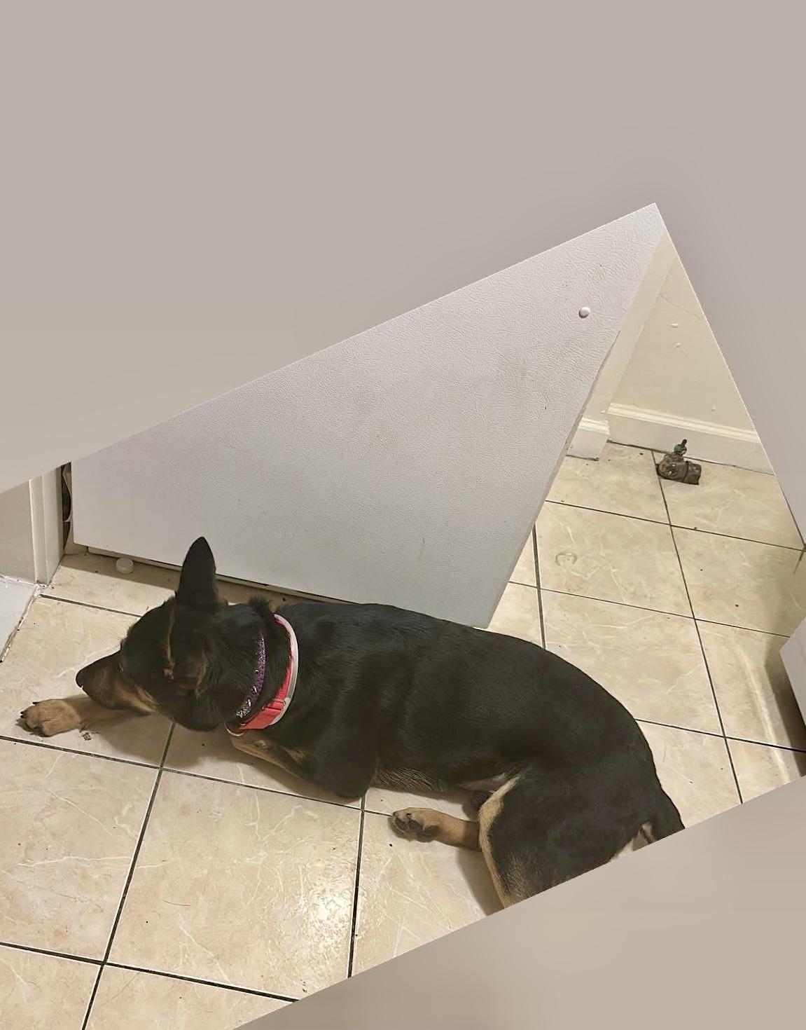 Muffin, a Adoptable mixed breed in East Moriches, NY image 5/6