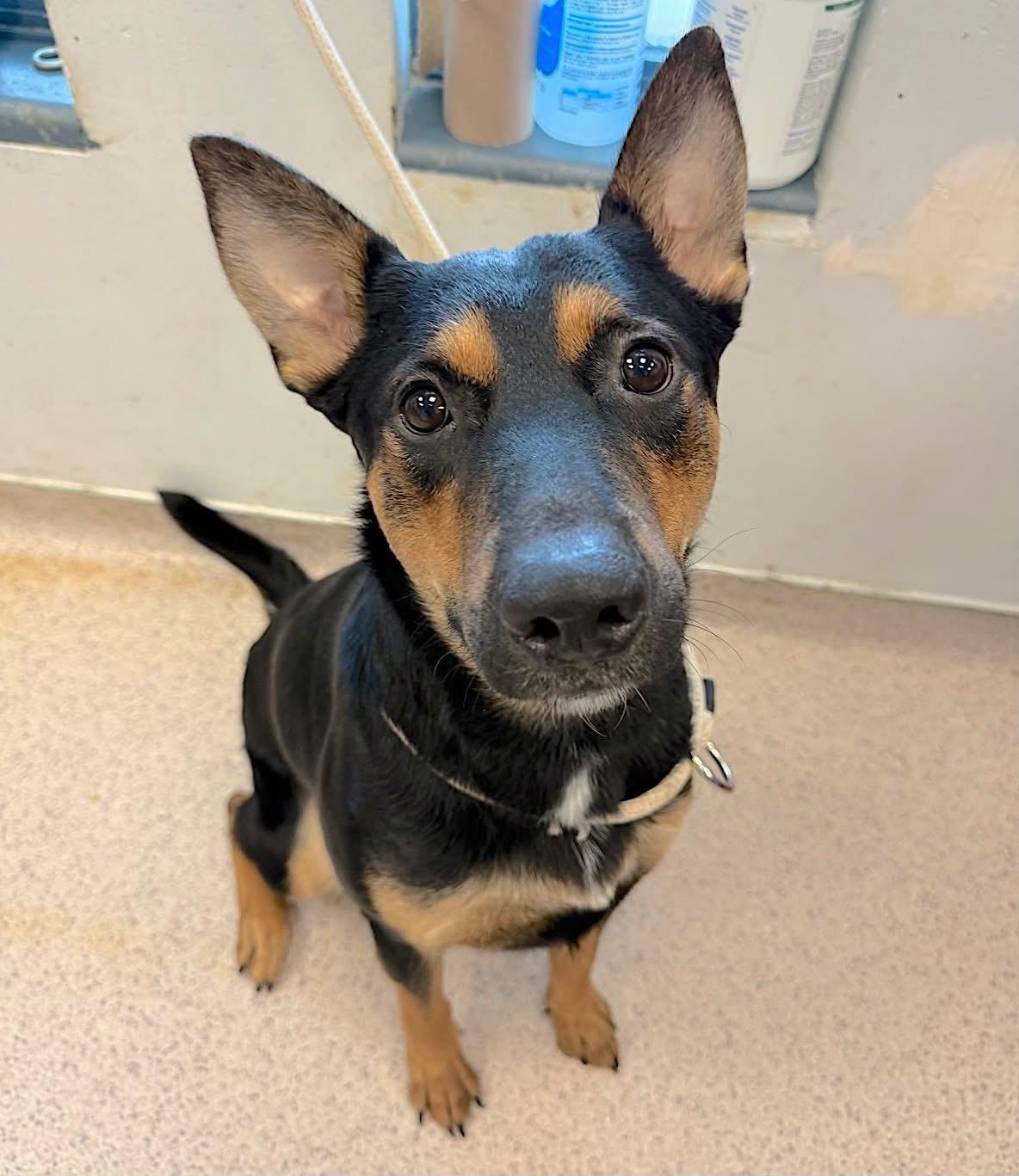 Muffin, a Adoptable mixed breed in East Moriches, NY image 6/6