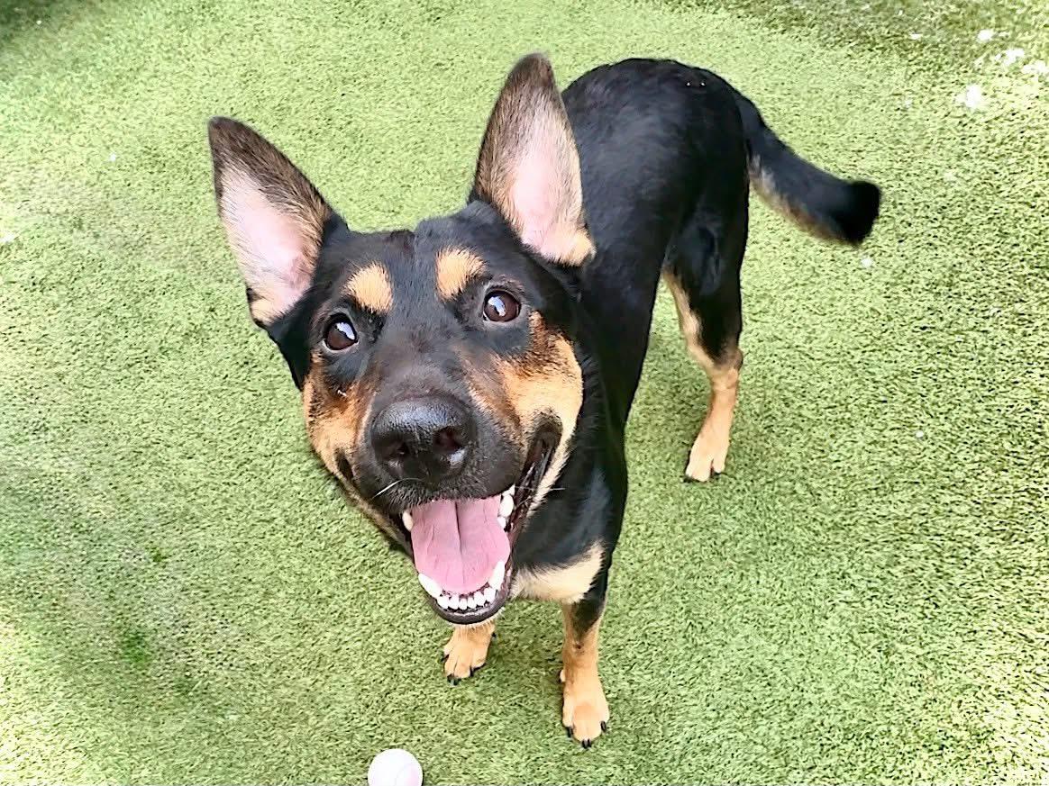 Muffin, Adoptable, Young Male German Shepherd Dog & Australian Shepherd.