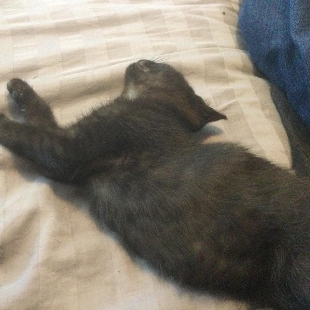 Shiva, a Adoptable Domestic Short Hair in Saskatoon, SK image 2/4