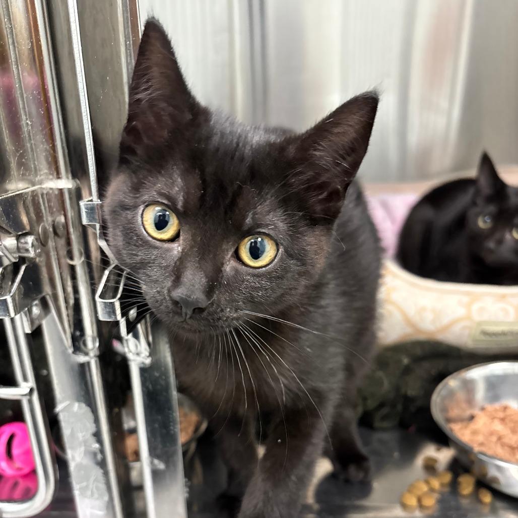 Shiva, a Adoptable Domestic Short Hair in Saskatoon, SK image 4/4