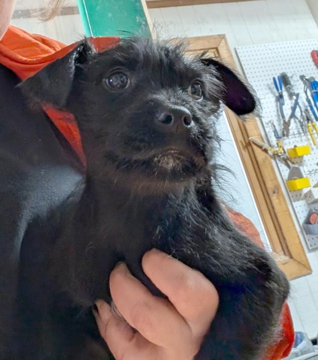 Enlarge Cedric, a ADOPTABLE mixed breed in Sylva, NC image 2/3