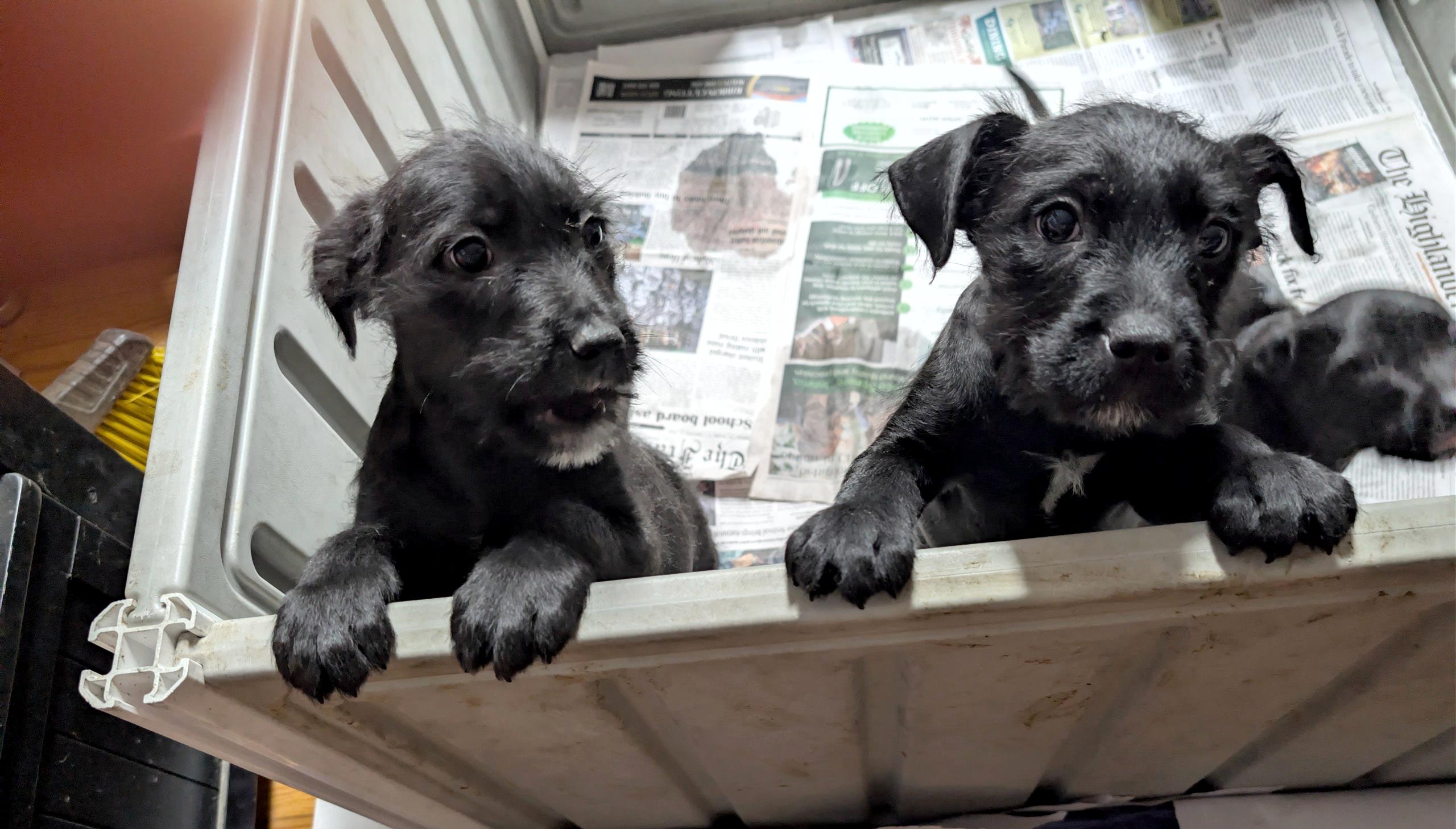 Enlarge Cedric, a ADOPTABLE mixed breed in Sylva, NC image 6/6