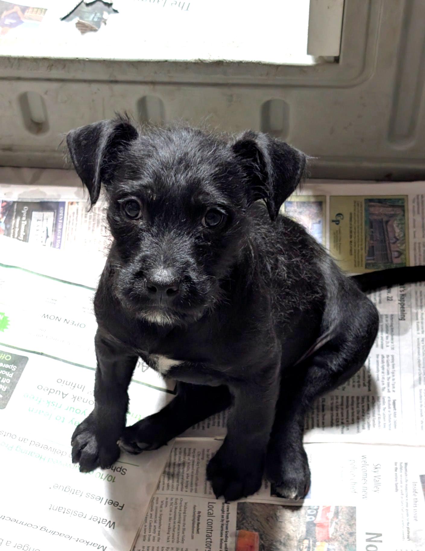 Cedric, ADOPTABLE, Puppy Male Terrier.