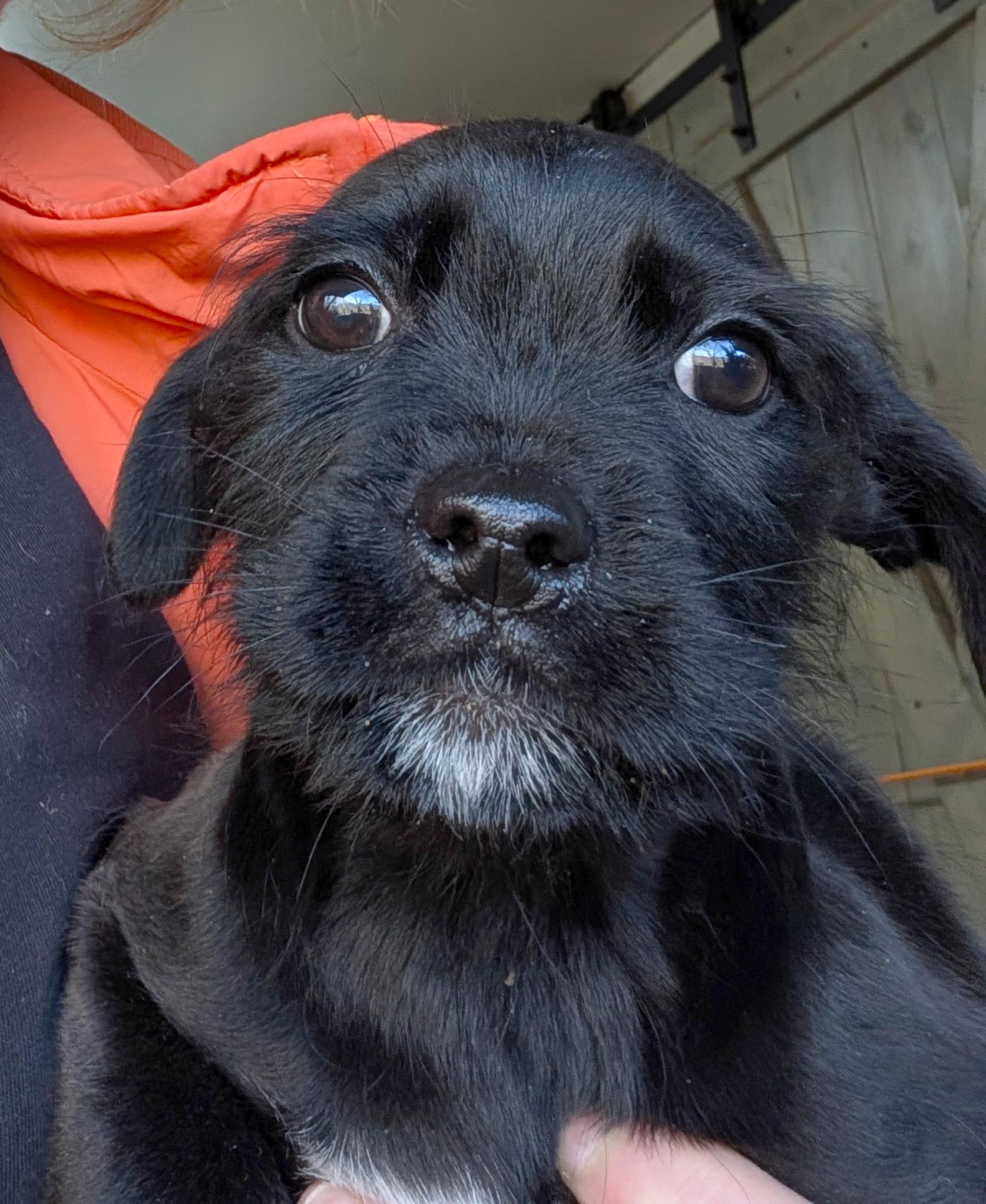 Enlarge Cedric, a ADOPTABLE mixed breed in Sylva, NC image 3/3