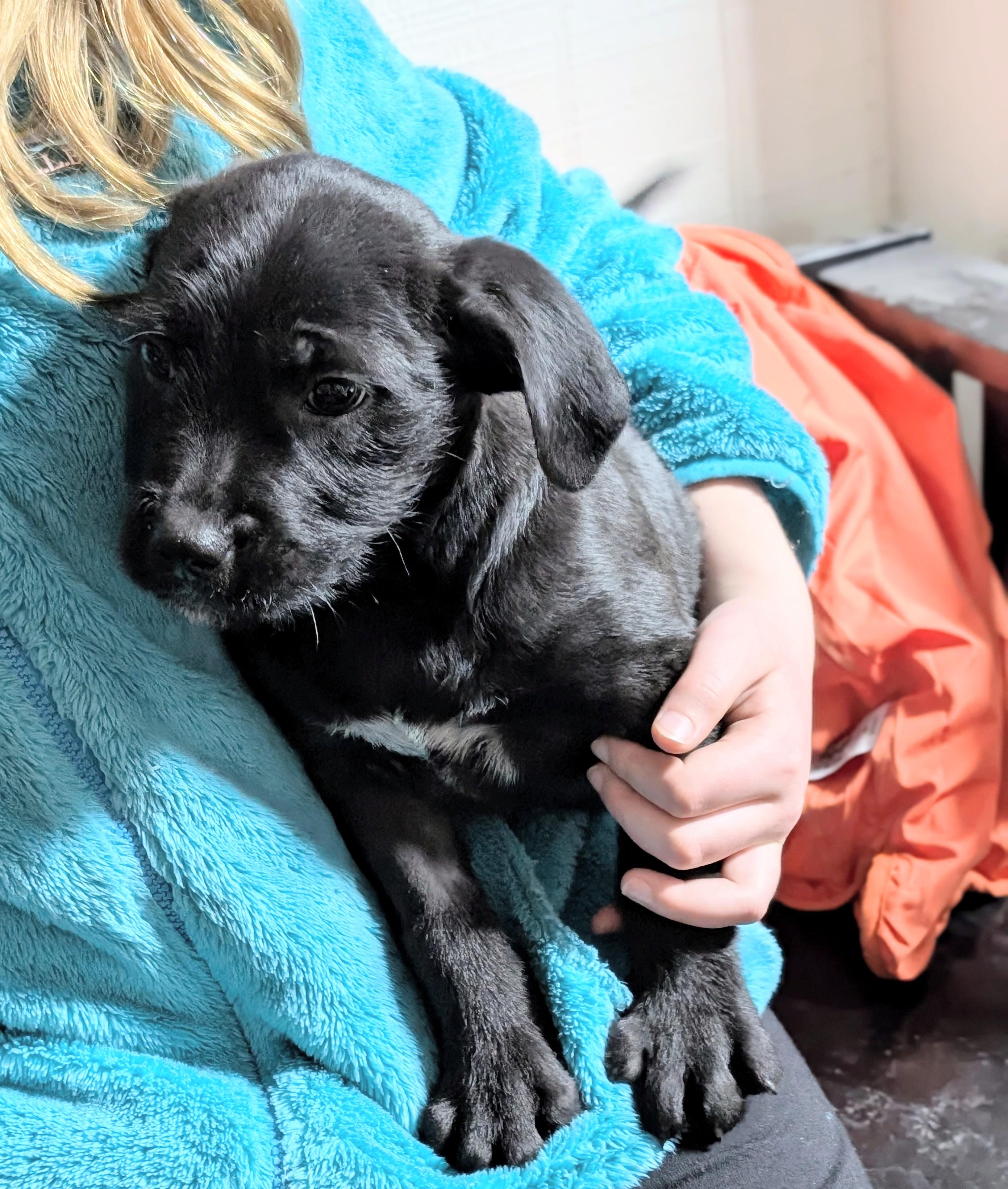 Enlarge Cedric, a ADOPTABLE mixed breed in Sylva, NC image 3/6