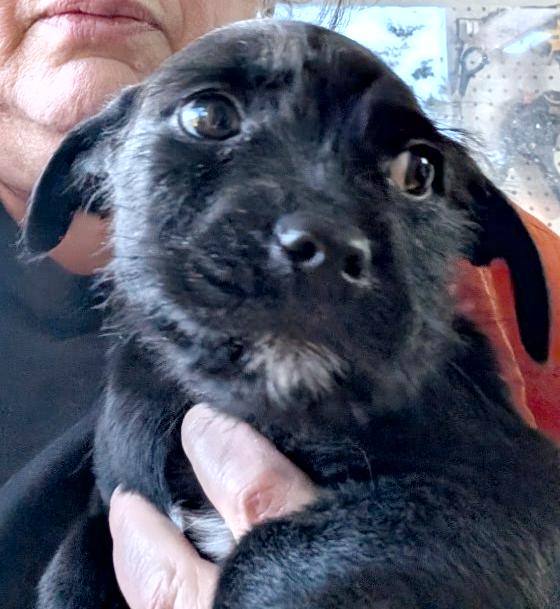 Cedric, ADOPTABLE, Puppy Male Terrier.